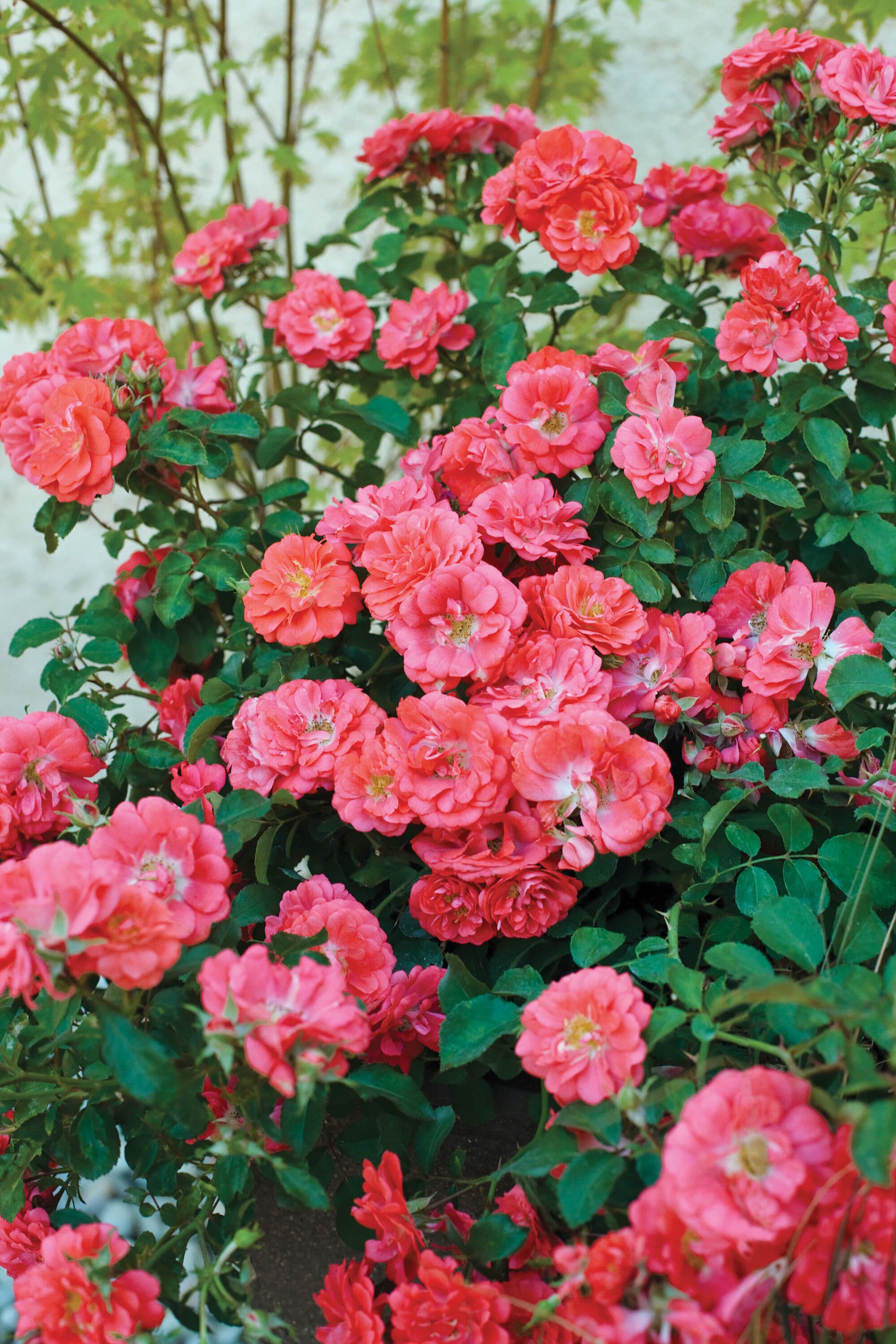 Drift Roses 62401-1 roses - View #5
