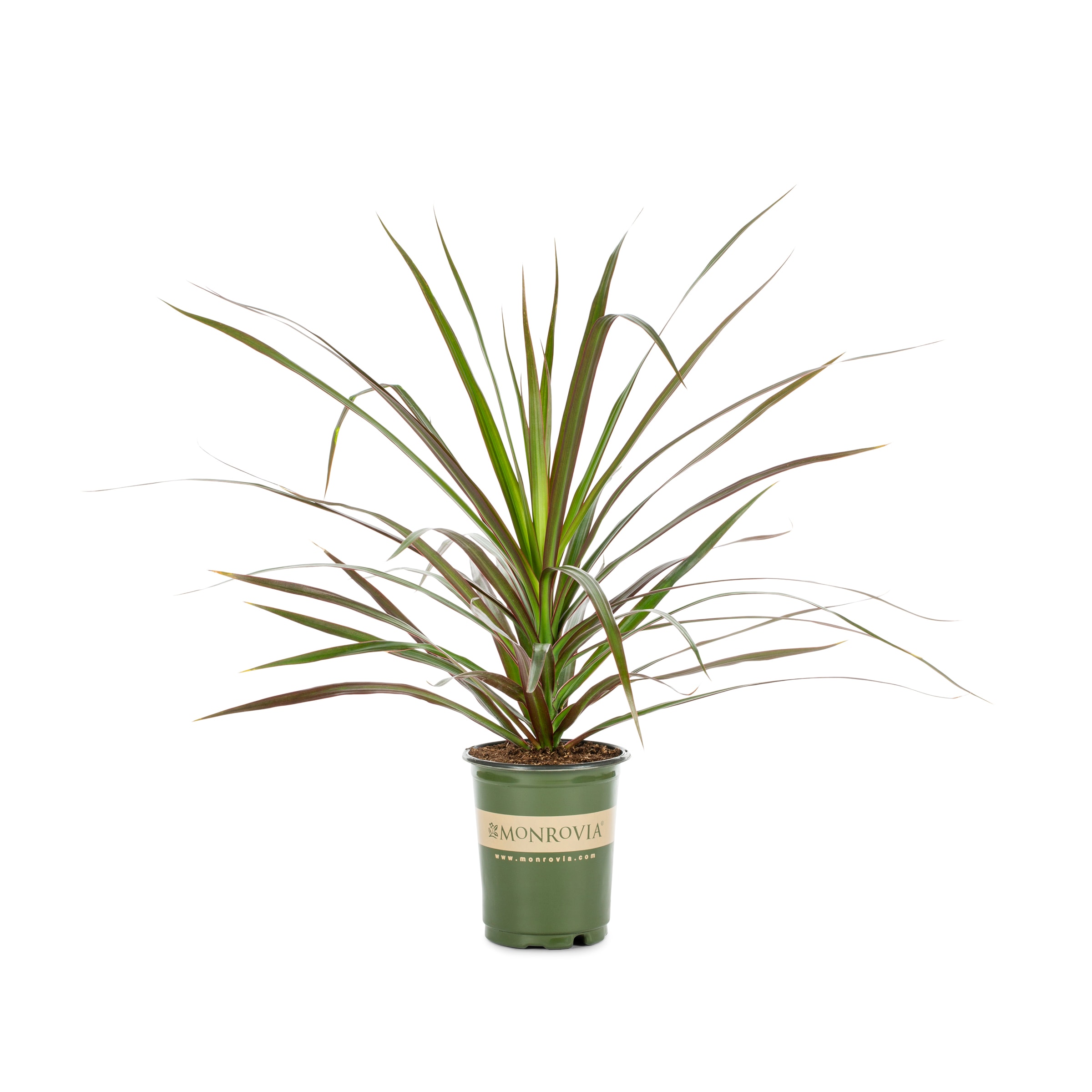 Lowe's NURSERY Cordyline in 1 Quart(s) Pot