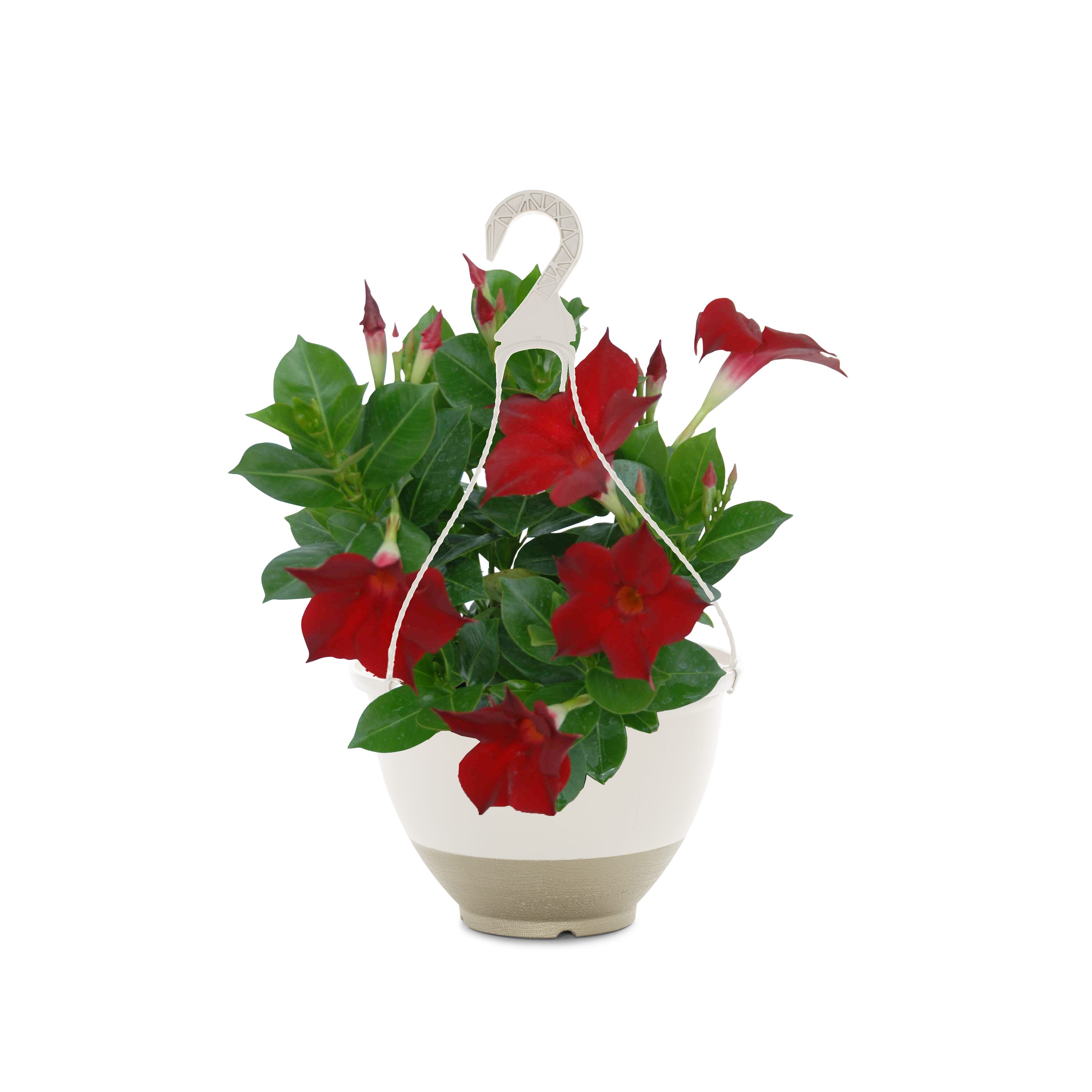 Tropic Escape 5269223 Mandevilla Flowering Shrub in 2.5 -Gallon Planter 1.0 -Pack with Red Blooms