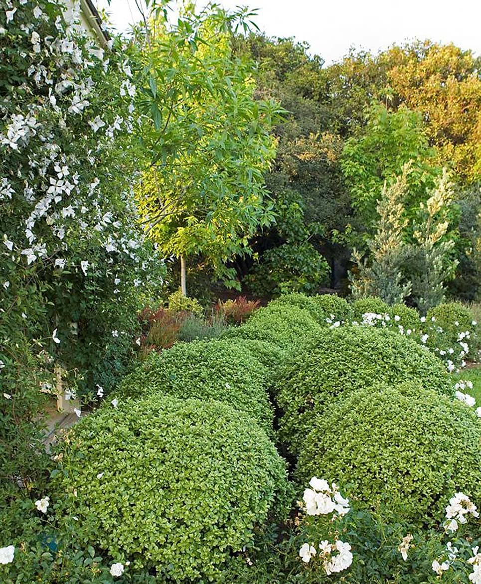 Monrovia Golf Ball Kohuhu P15329 Feature Shrub In Pot (With Soil) in the  Shrubs department at Lowes.com