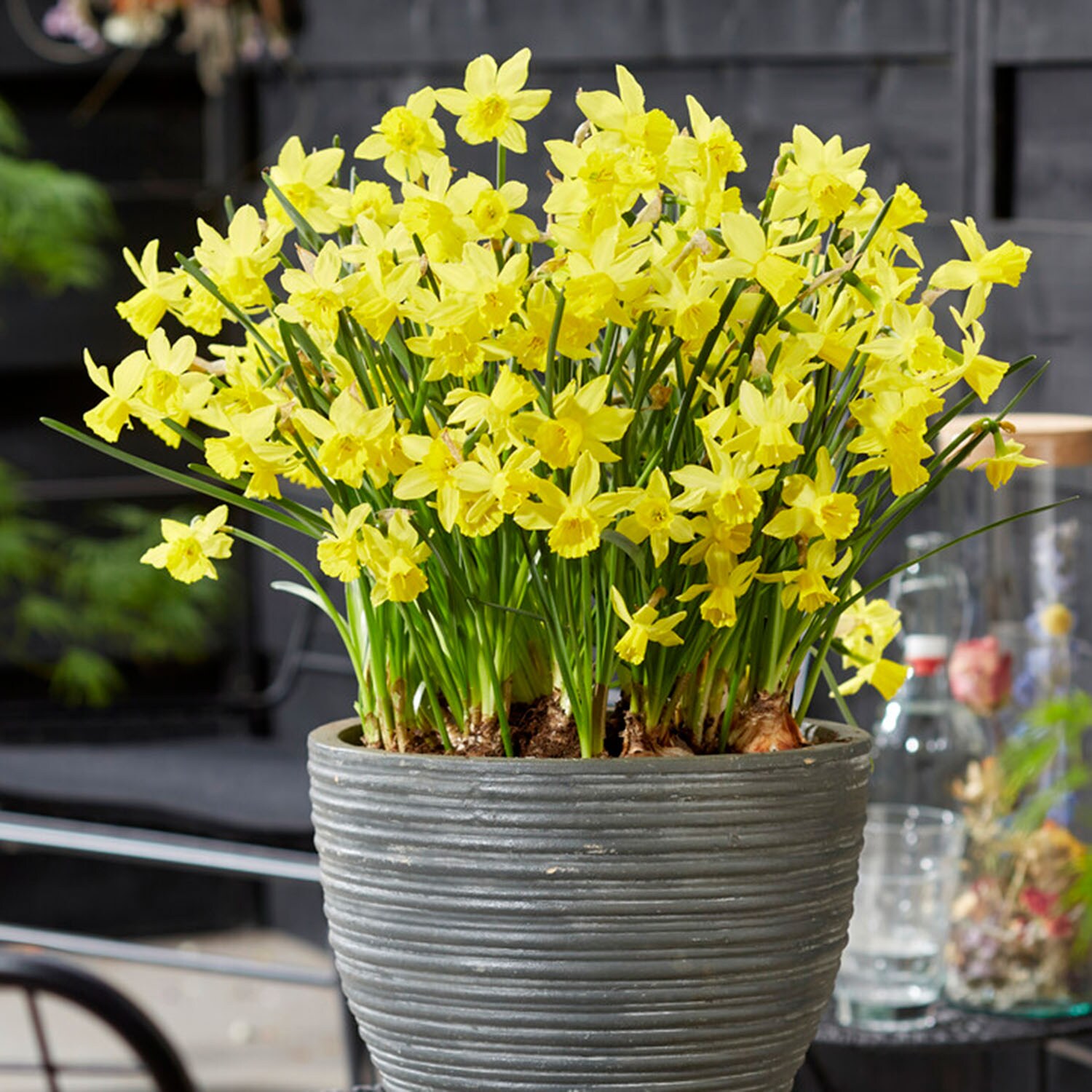 Garden State Bulb ECF-122-25-01 Plant-Bulbs - View #6