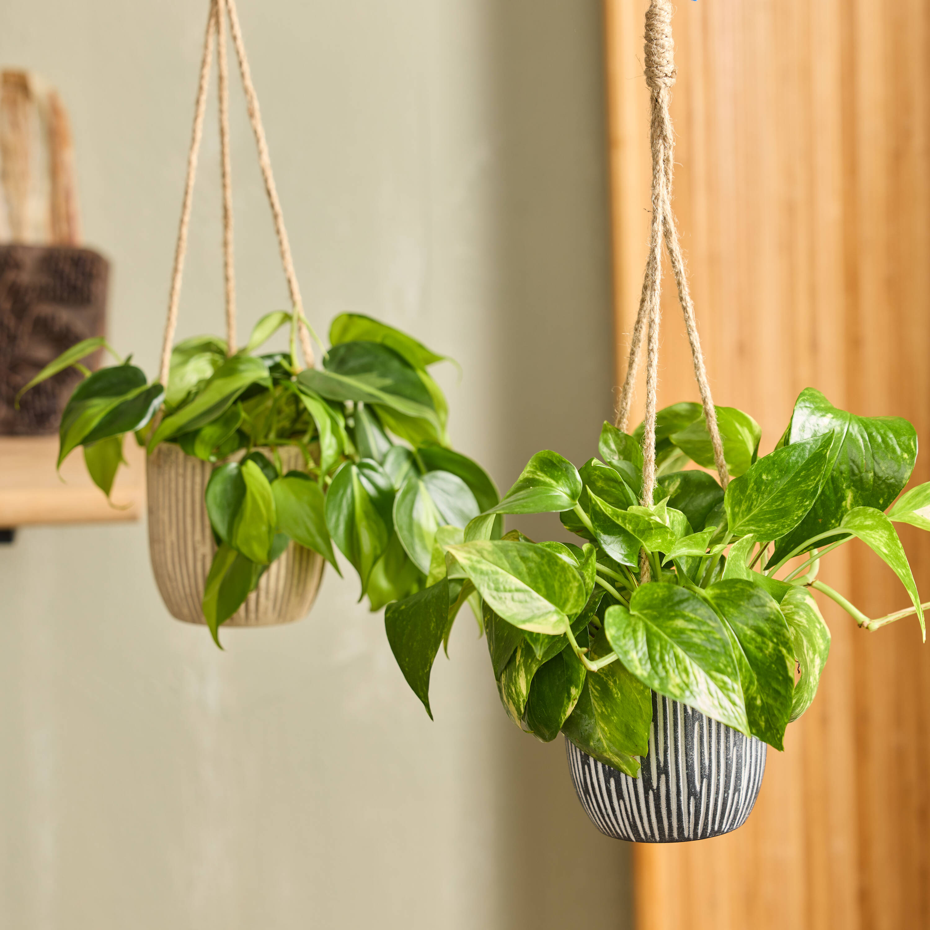 buy philodendron florida ghost Philodendron Florida Ghost main image 0