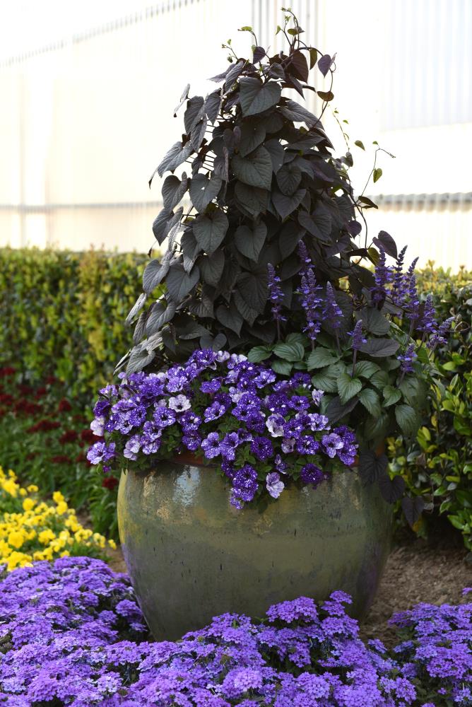 National Plant Network LW1318 perennials - View #5