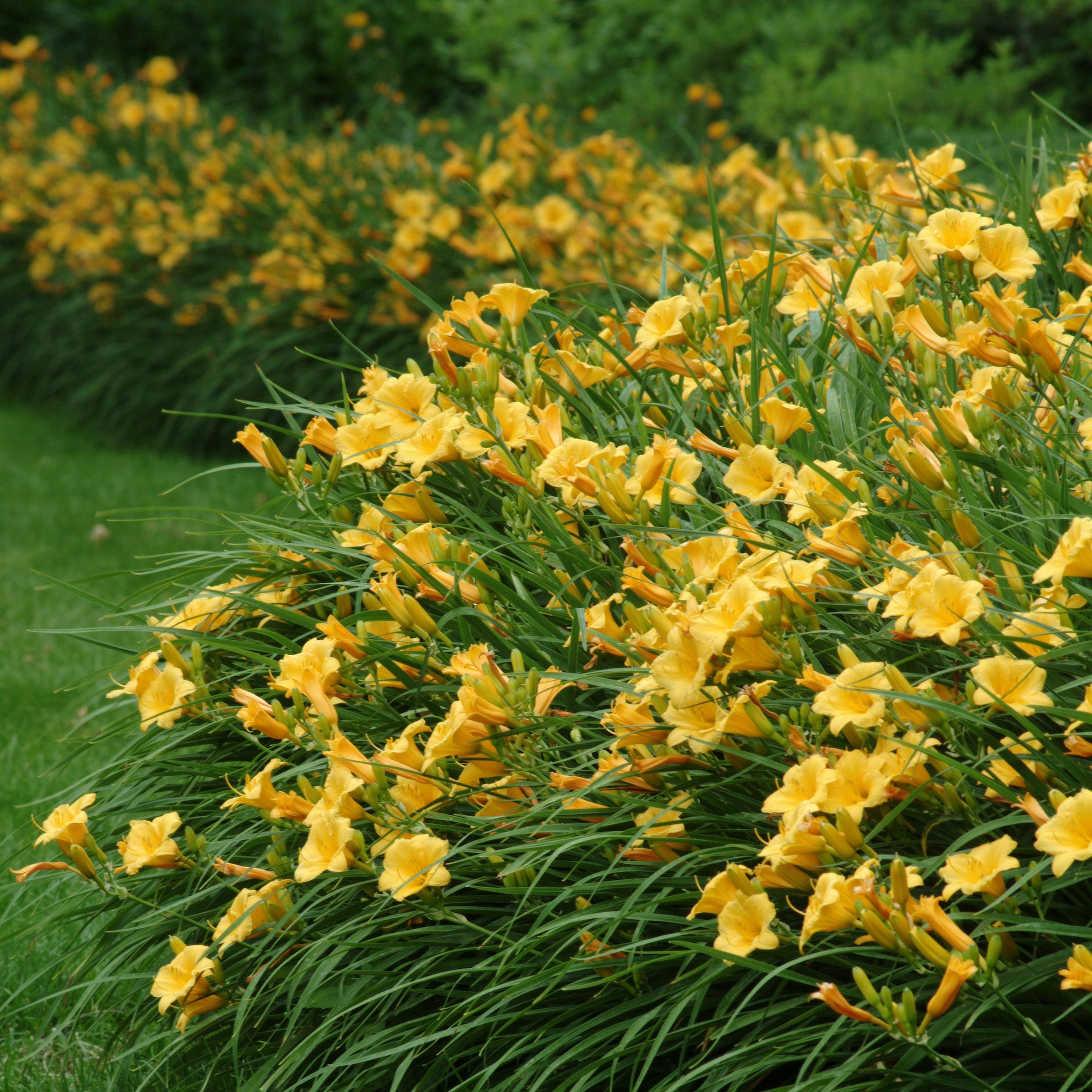 Metrolina Greenhouses Yellow Daylily Plant in 1.5-Gallon (s) Pot in the ...