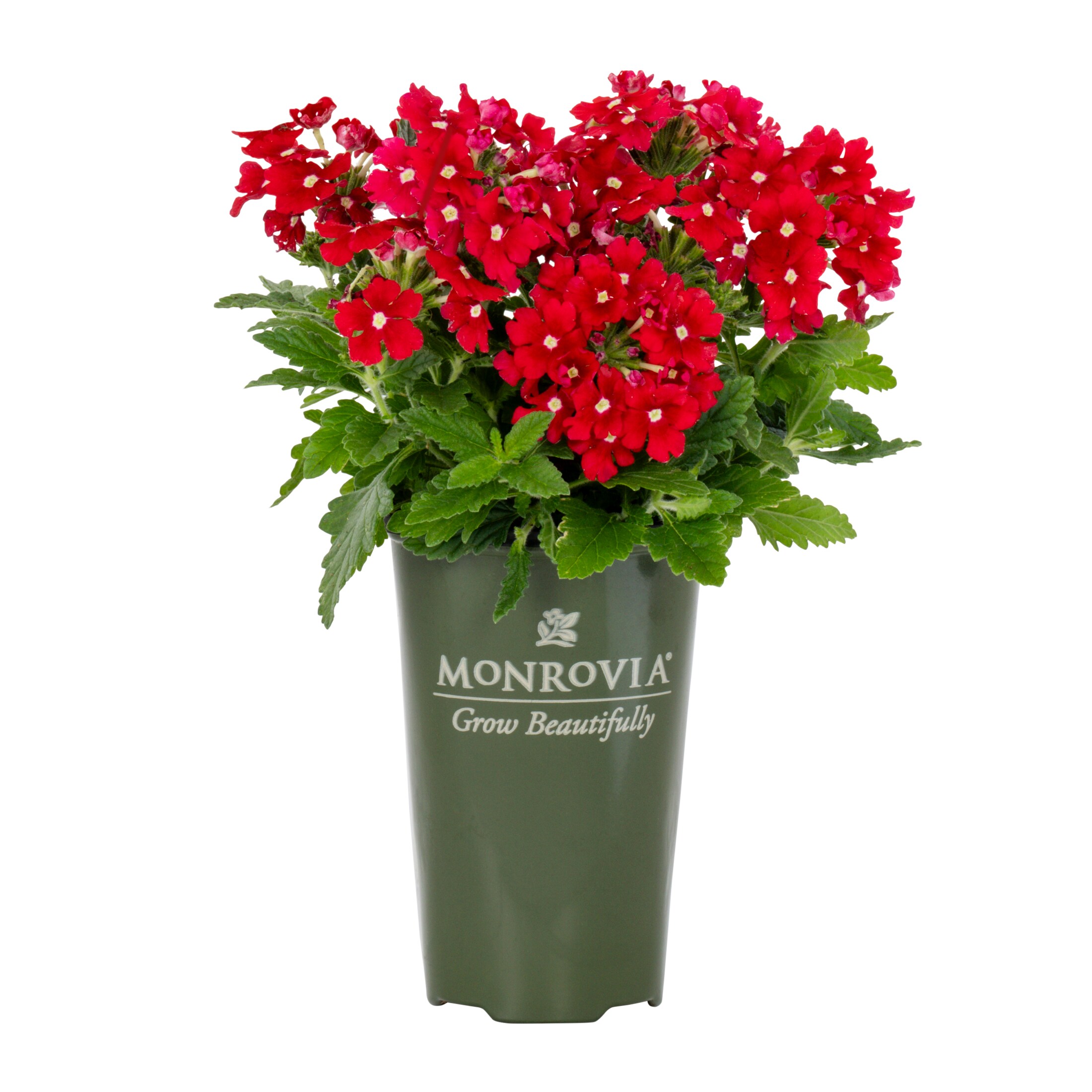 Monrovia 5015 annuals - View #6