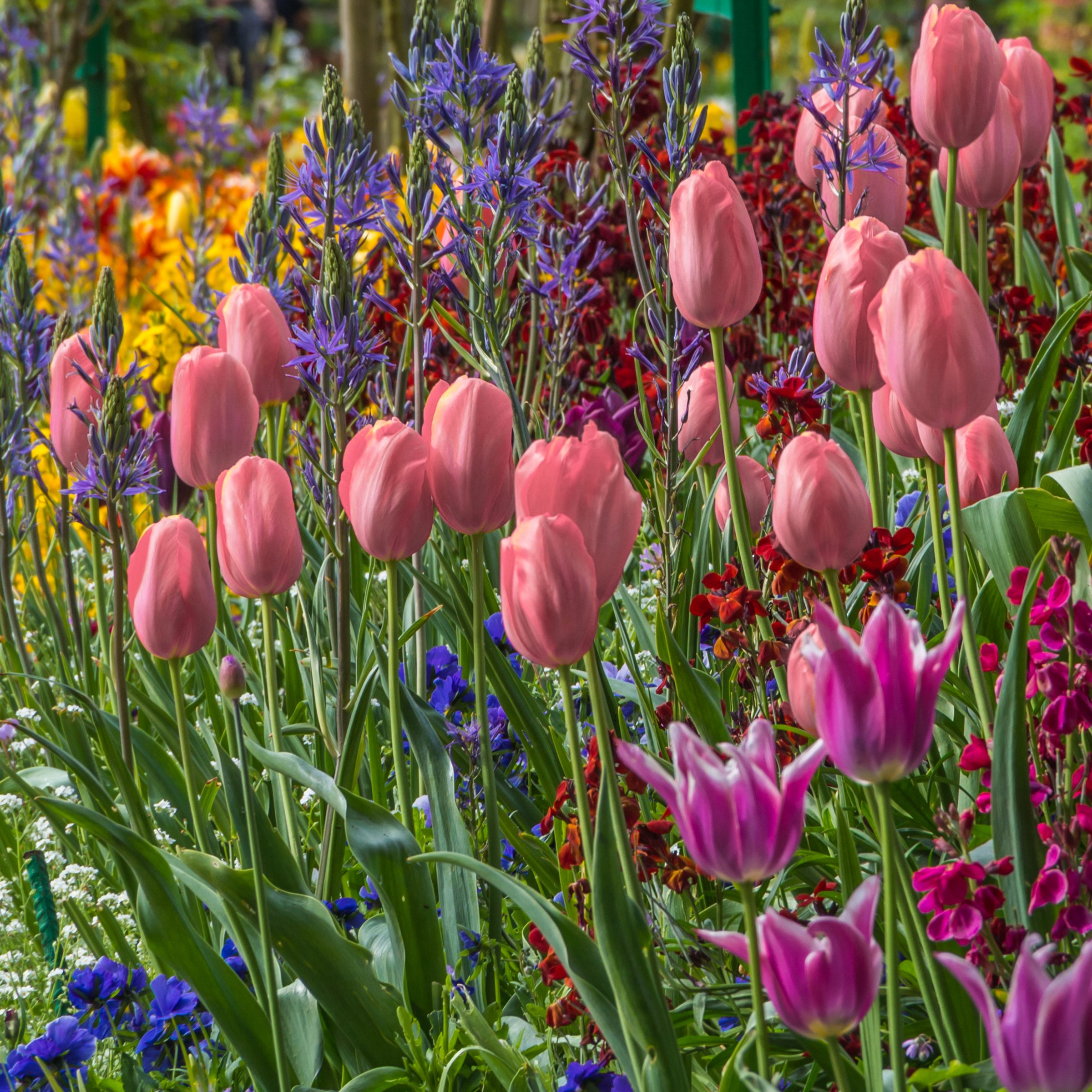 National Plant Network LW3150B Plant-Bulbs - View #4