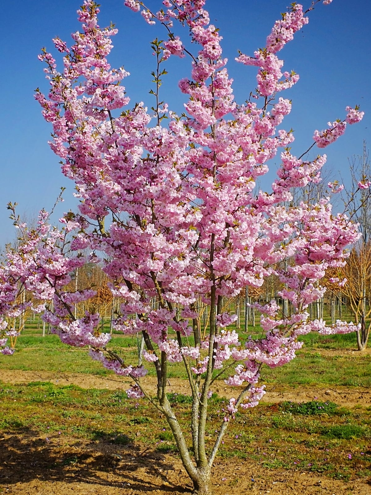 Southern Planters CHFACC07G 7 -Gallon Pink Flowering Accolade Cherry In pot (with soil)