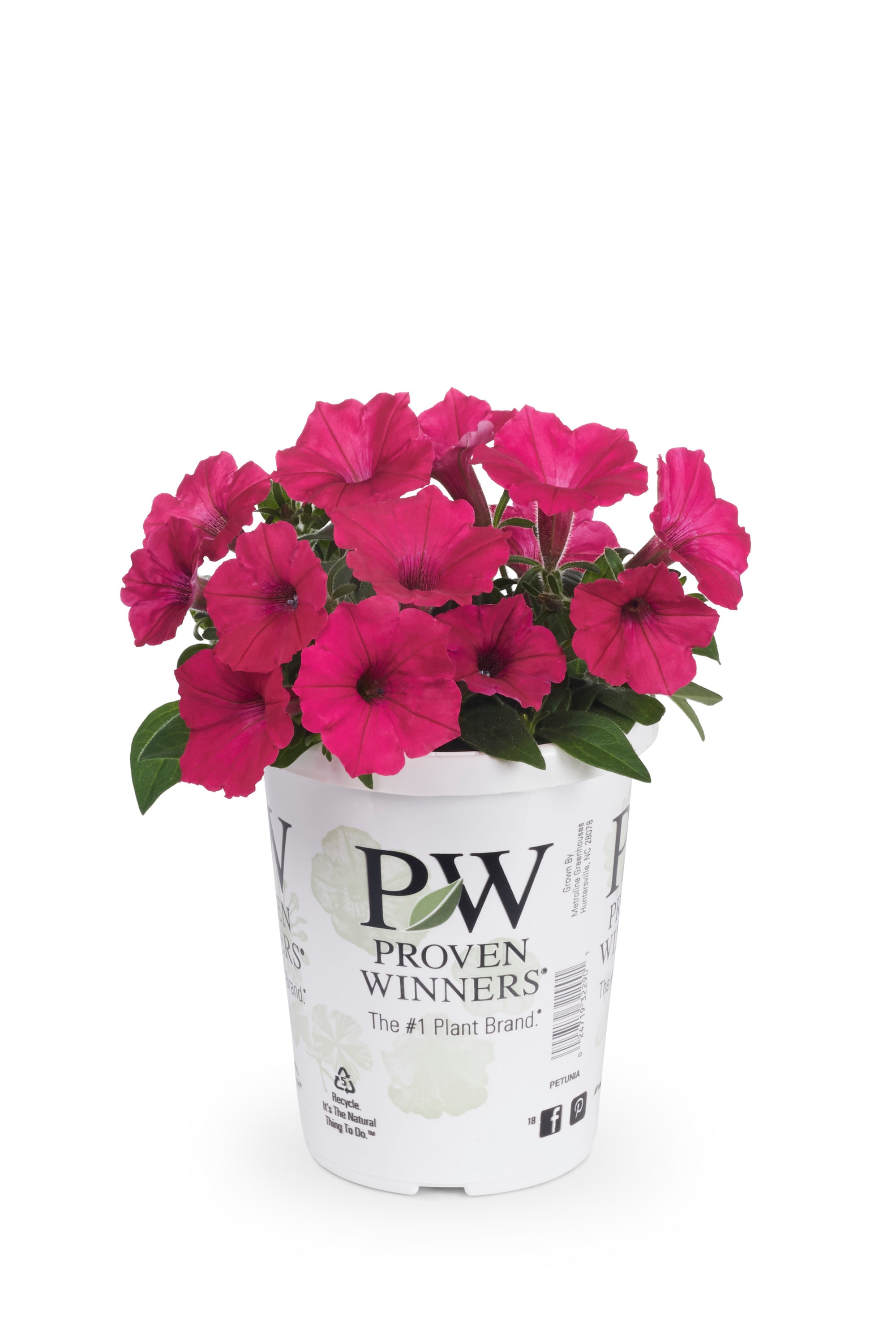 Lowe's NURSERY annuals - View #9