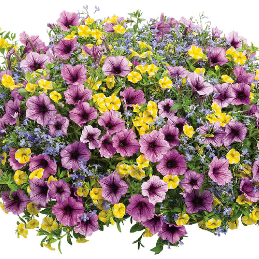 Lowe's NURSERY annuals - View #2