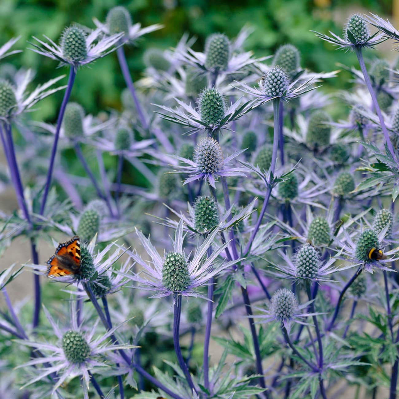 Van Zyverden 84567 Blue Sea Holly Jos Eijking Bulbs 3 Count