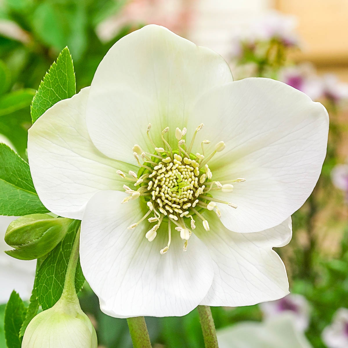 Spring Hill Nurseries 92176 White Flowering Great White Lenten Rose Hellebore Plant in 4 -in Pot 1 -Pack