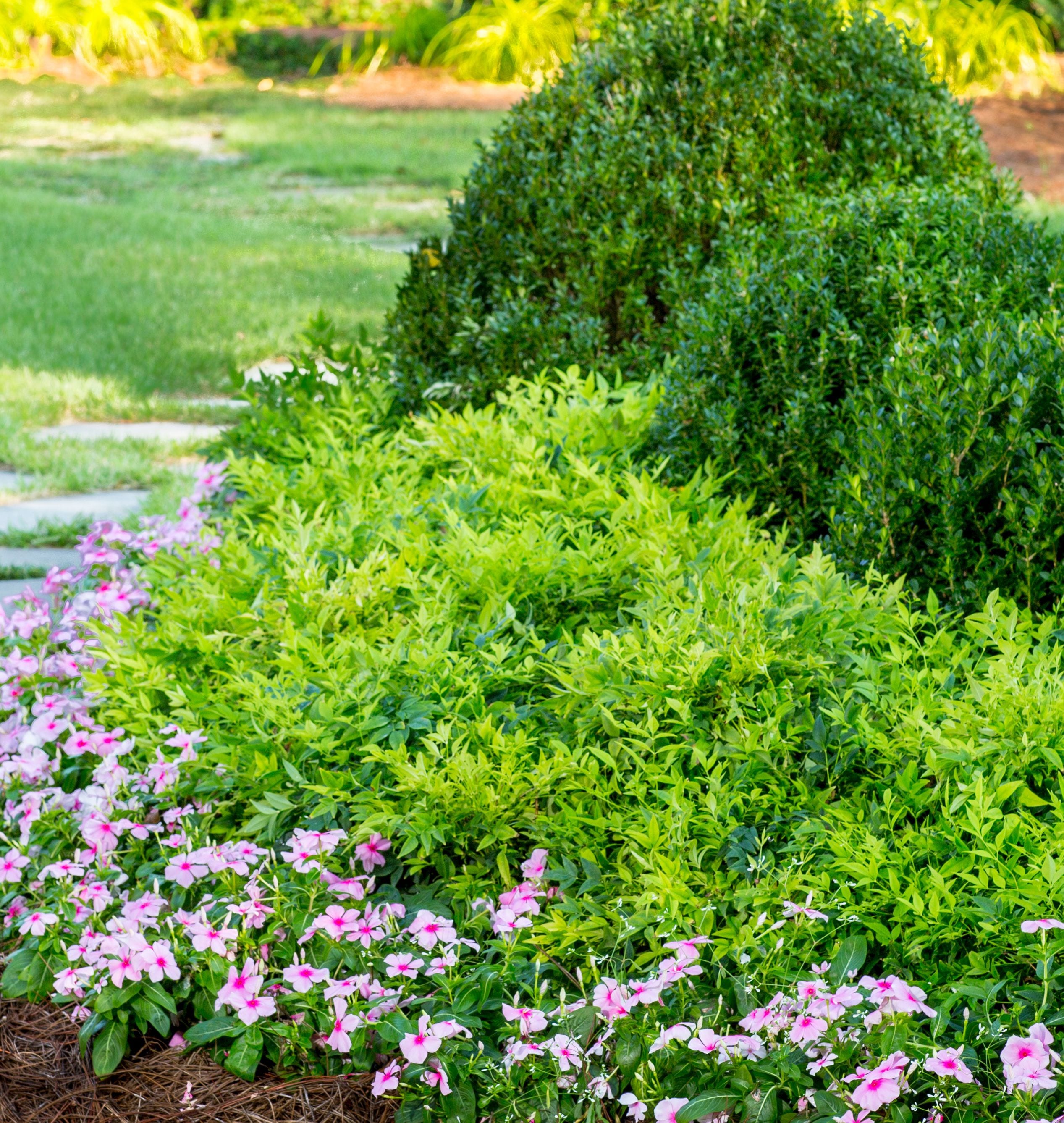 Southern Living Plant Collection 43162TSL-1 shrubs - View #6
