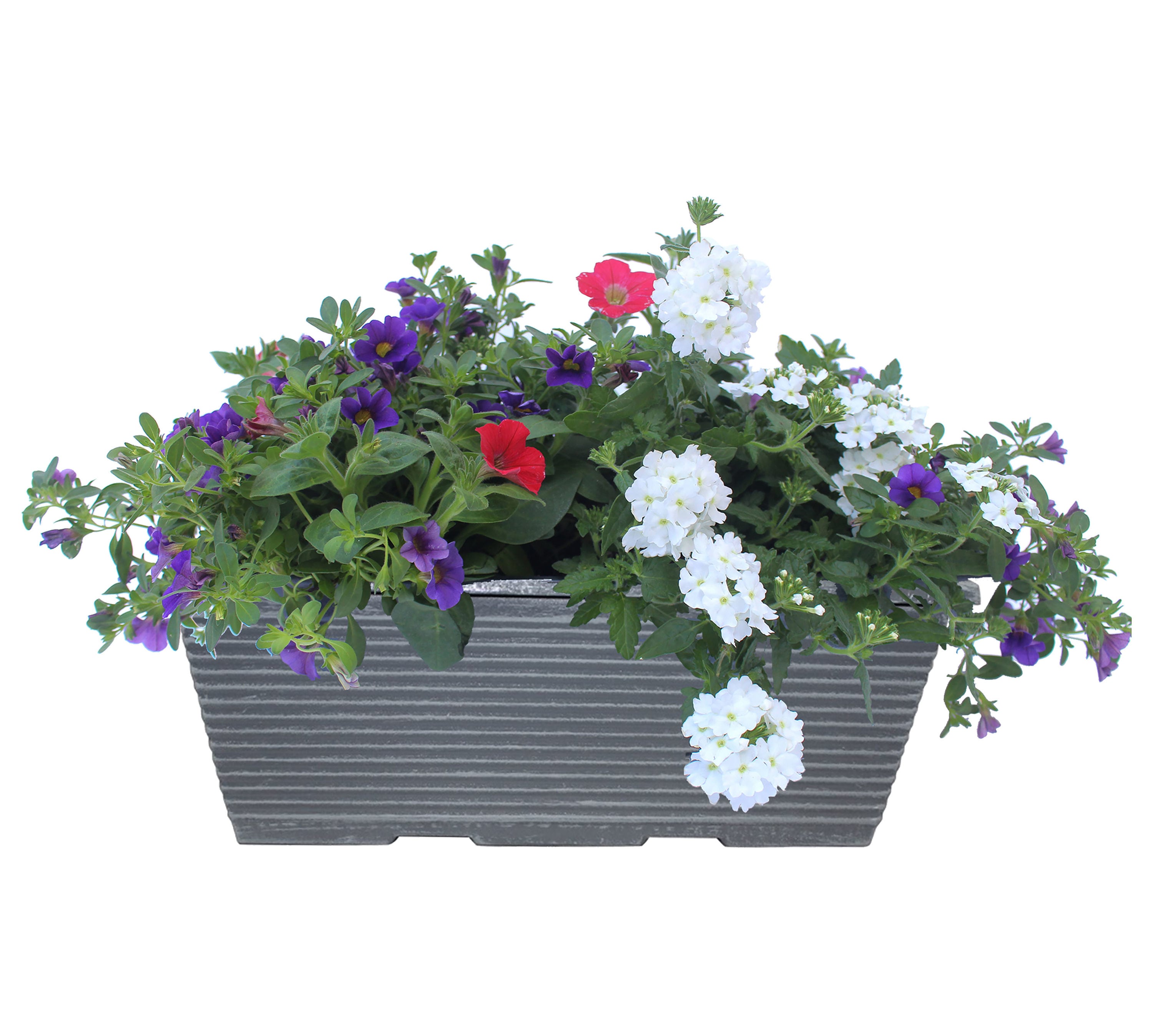 Lowe's Multicolor Mixed Annuals Combinations in 2.5-Gallons Planter in ...