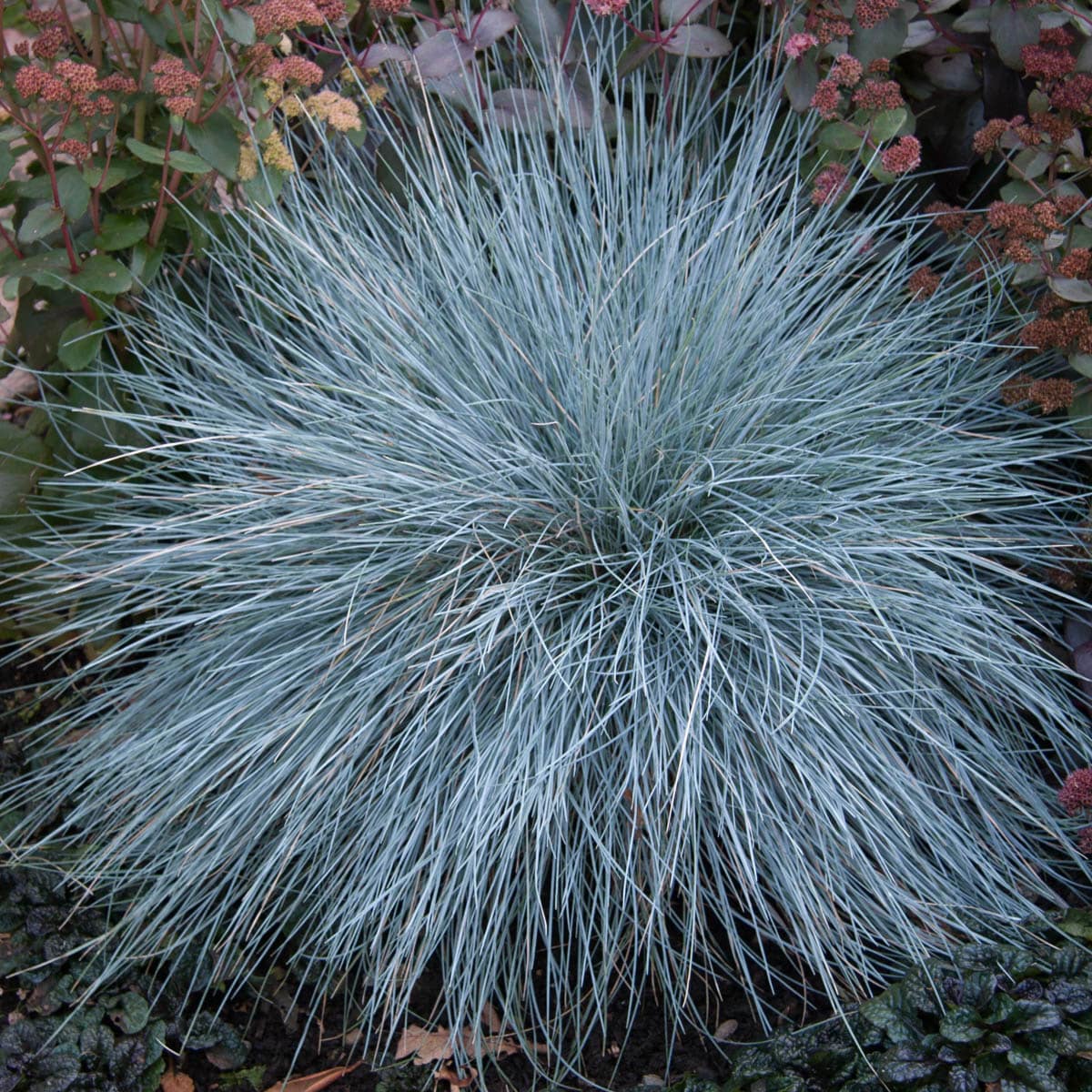 Spring Hill Nurseries 95006 Ornamental-Grasses - View #2