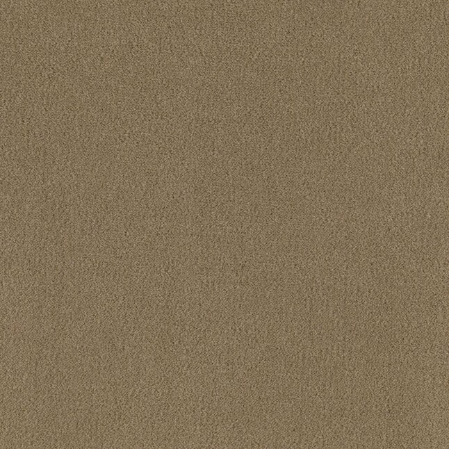 Mohawk Home & Office Sophisticated Look 36 Oregano Textured Carpet Sample (Interior) Mohawk Home & Office Sophisticated Look 36 Oregano Textured Carpet Sample (Interior)
