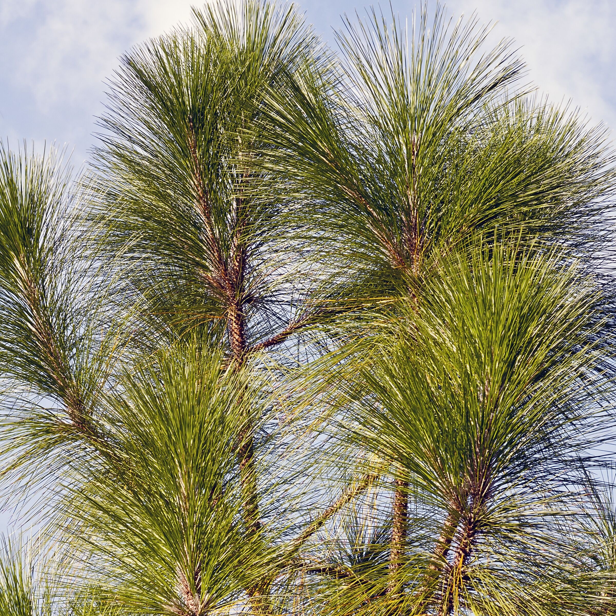 National Plant Network LW7084 trees - View #3