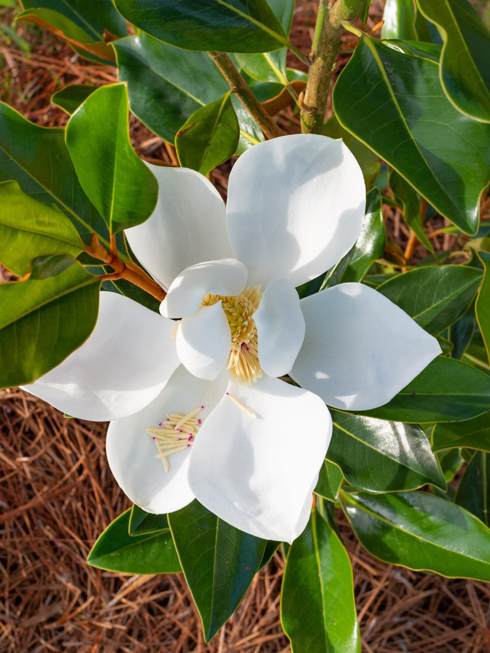 Southern Planters White Flowering Little Gem Magnolia Tree In Pot