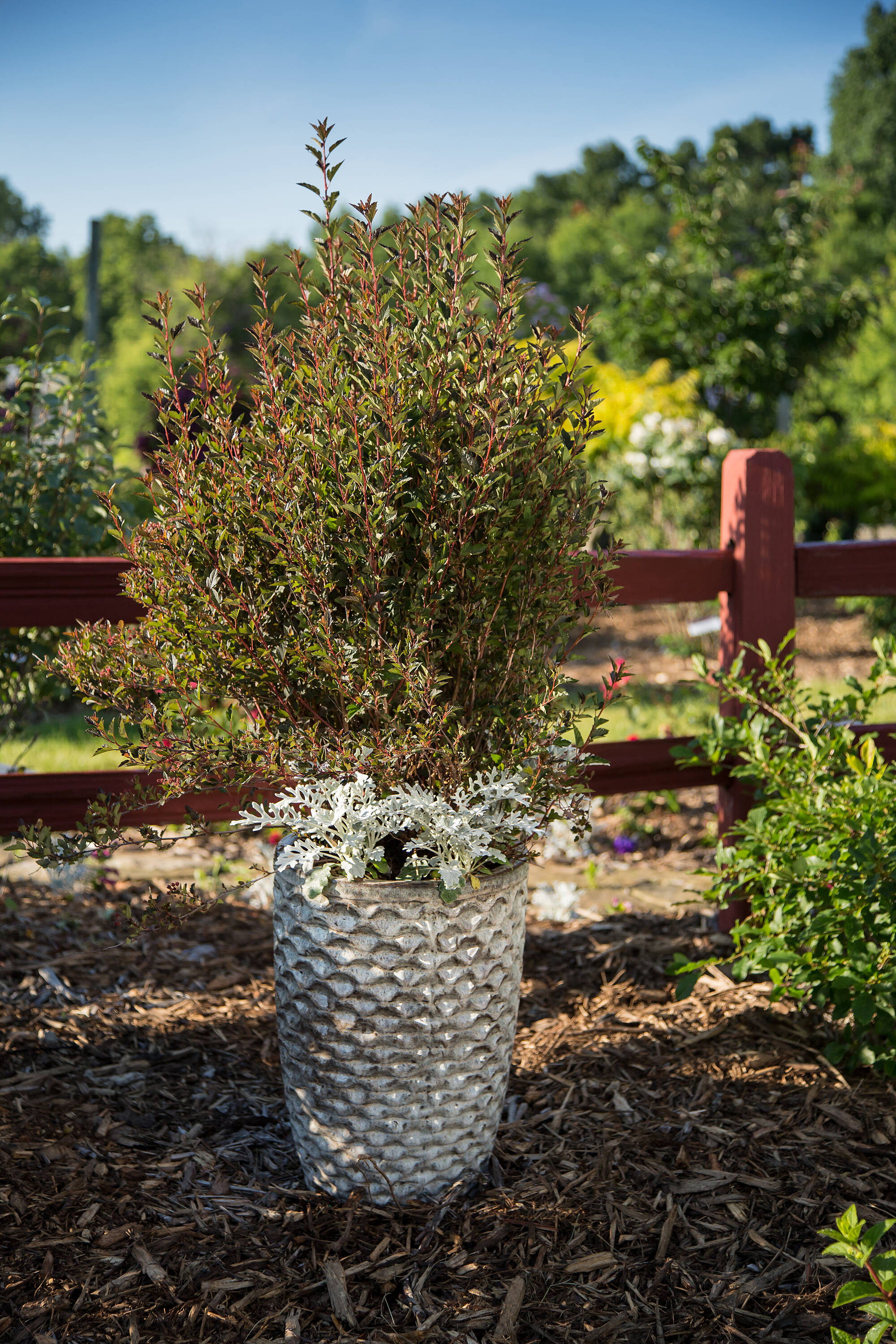 Lowe's NURSERY shrubs - View #13