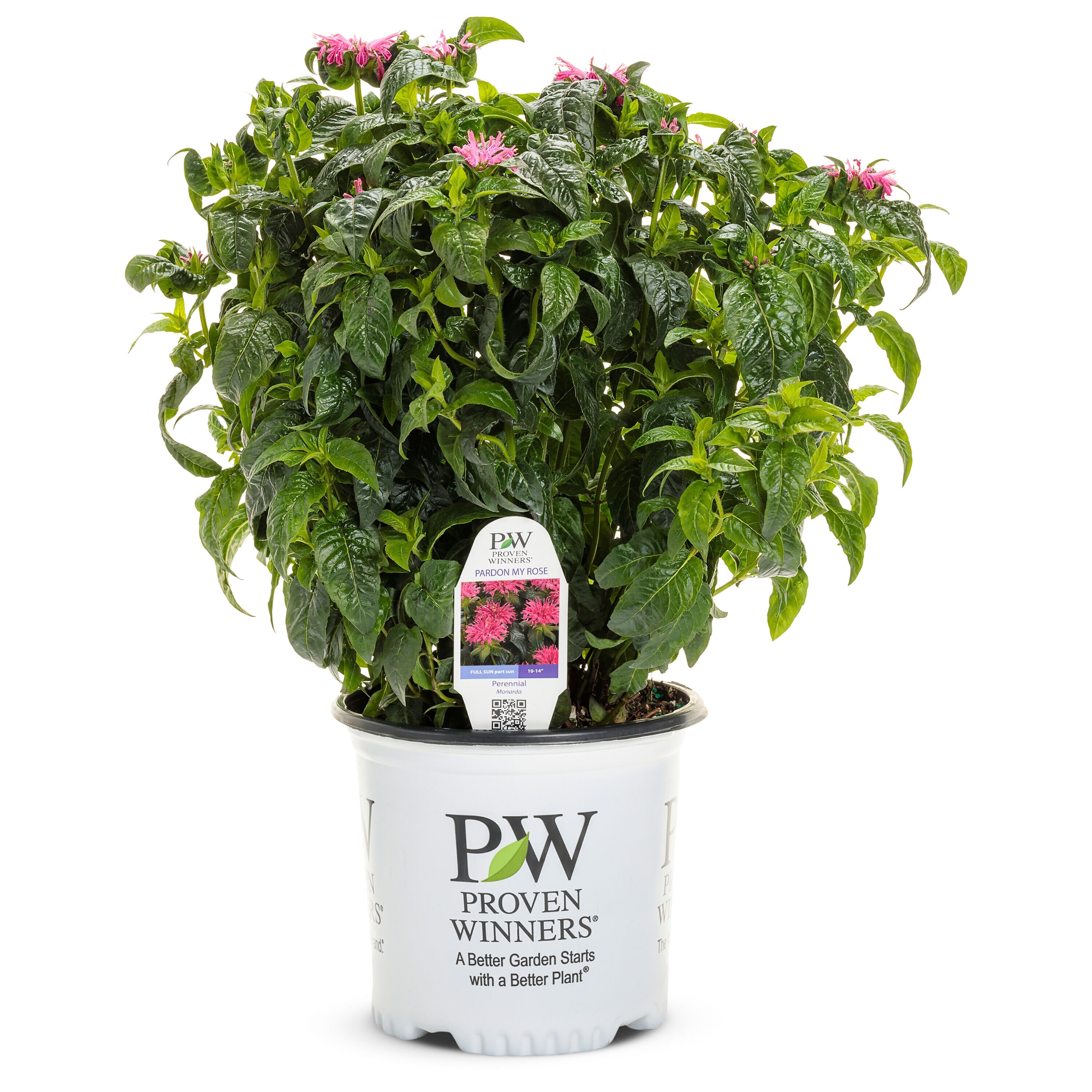 Proven Winners Pink 'pardon My Rose' Bee Balm (monarda) Plant in 0.65 ...