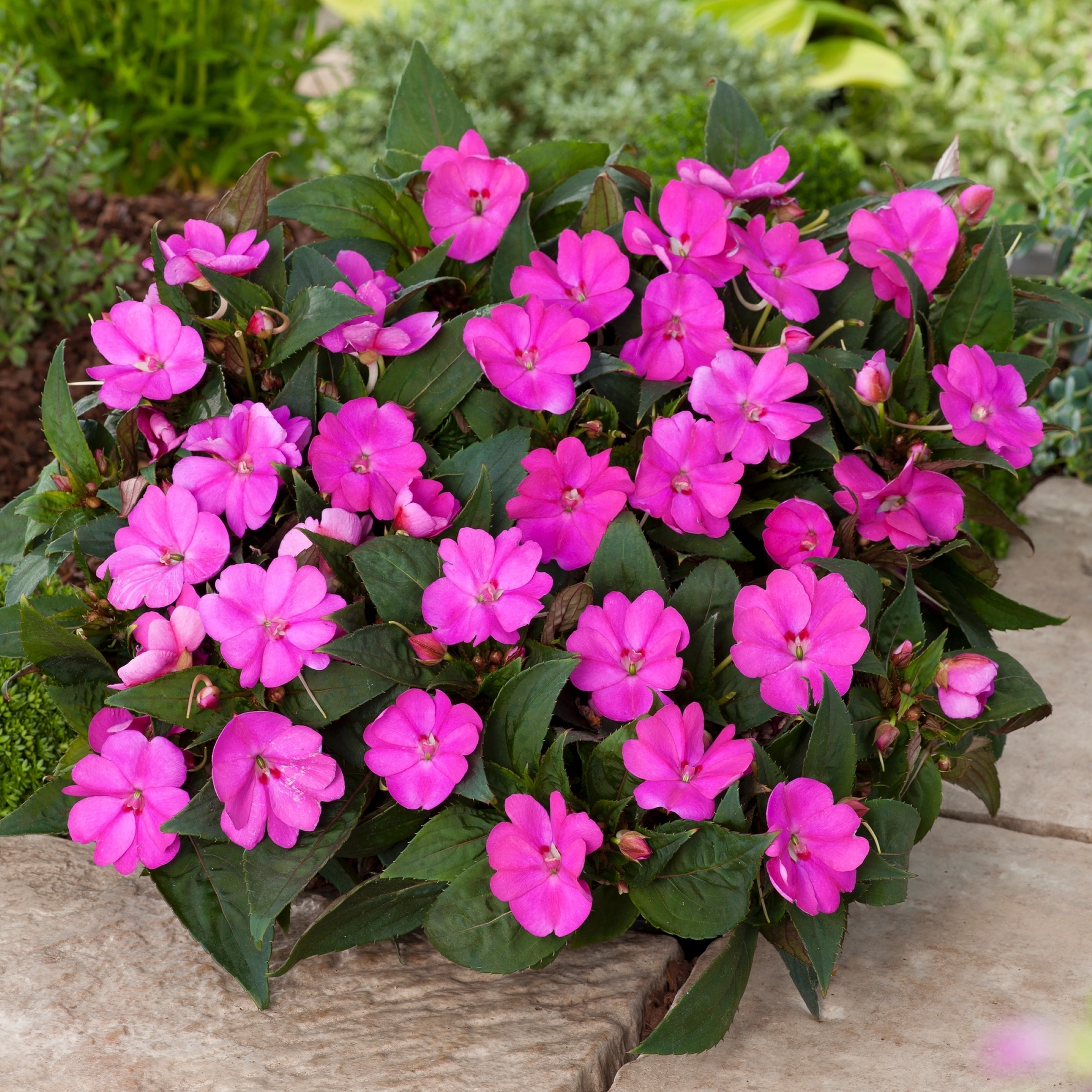 National Plant Network LW1557 annuals - View #4