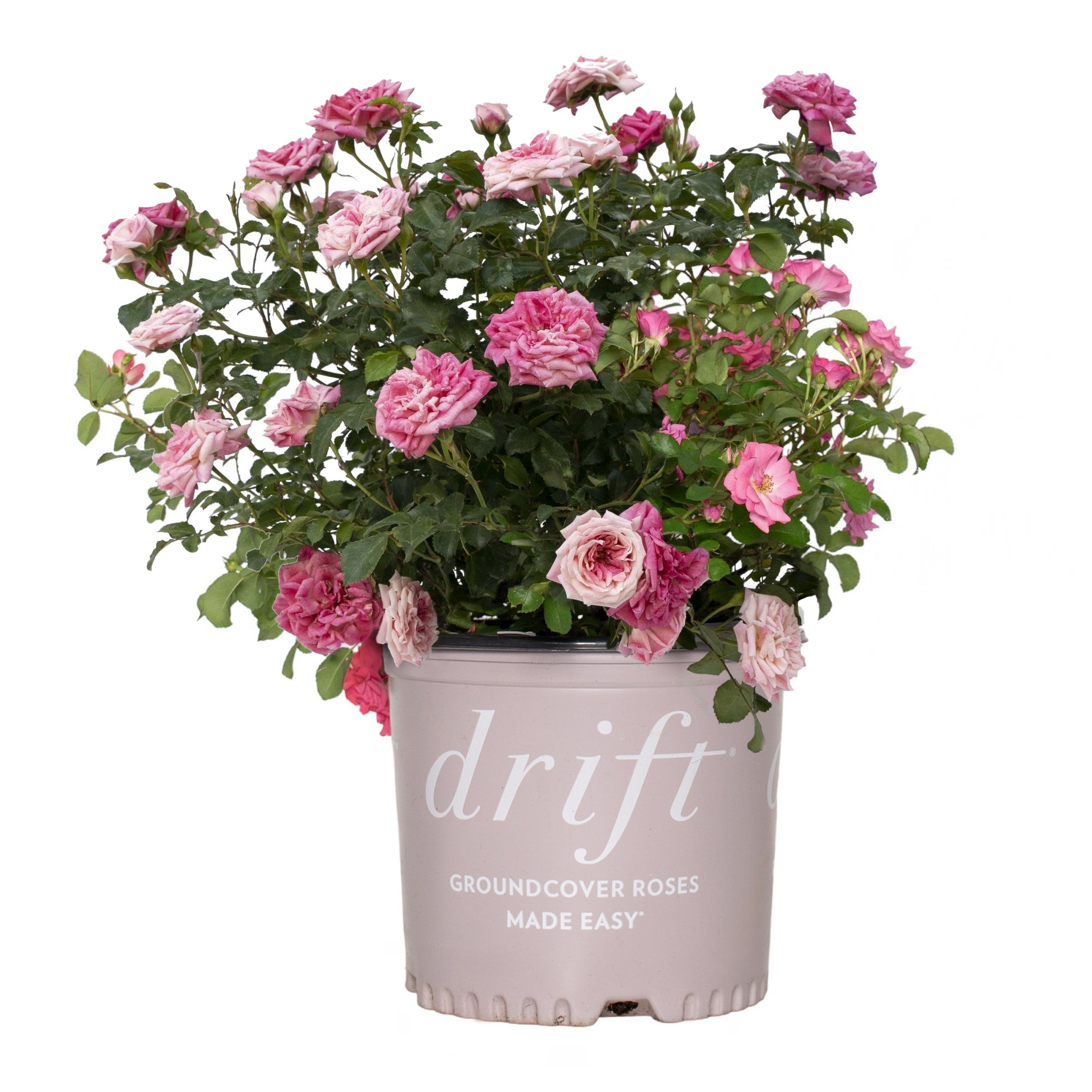 National Plant Network LW1819 roses - View #6