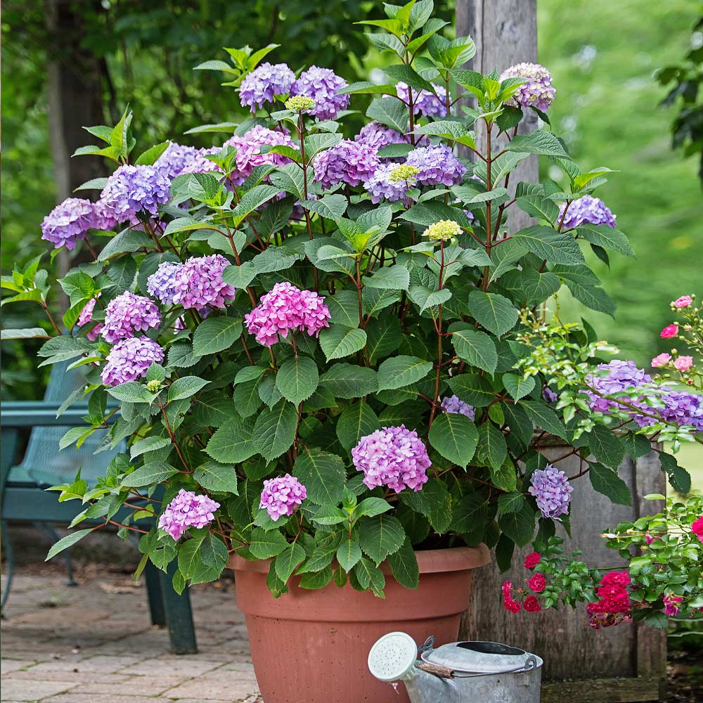 Brighter Blooms Endless Summer- BloomStruck- Hydrangea Shrub (1