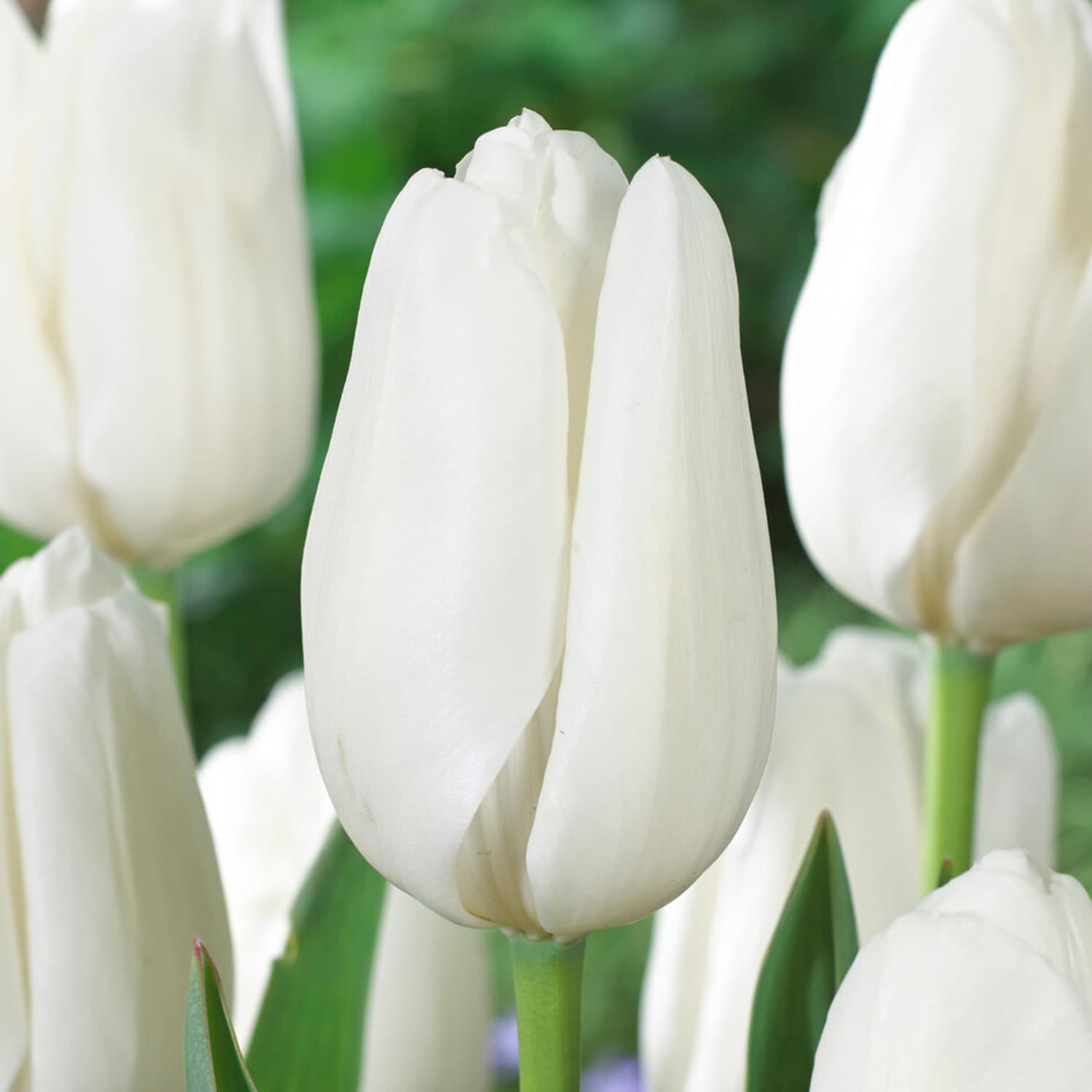 Garden State Bulb ECF-45-50-02 White Hakuun Darwin Hybrid Tulip Bulbs 50 Count