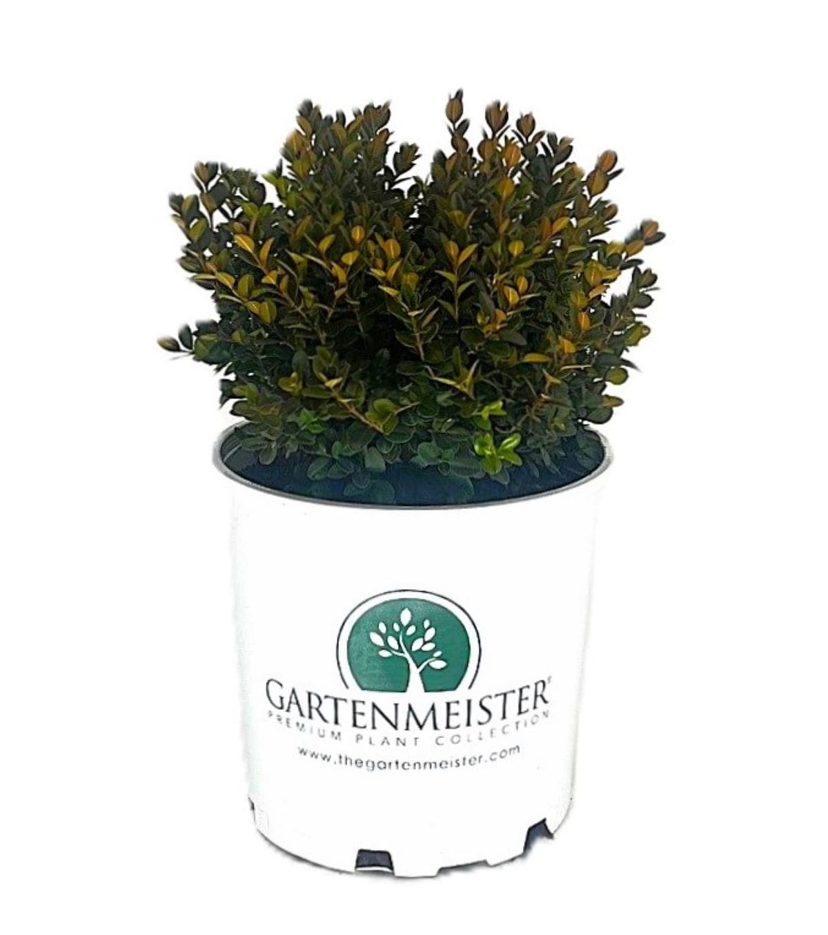  O11732M Little Missy Boxwood Foundation/Hedge Shrub in 2 -Gallon Pot 1 -Pack