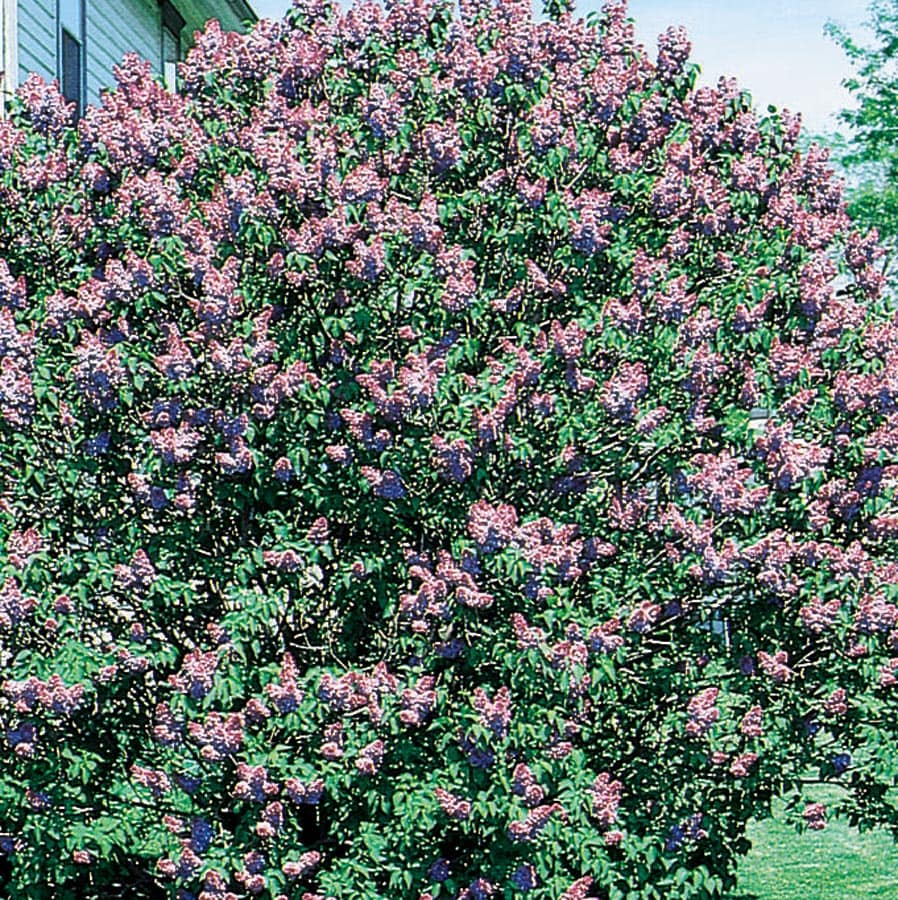  NURSERY Old Fashioned Purple Lilac Flowering Shrub in 2 -Quart Pot with Purple Blooms