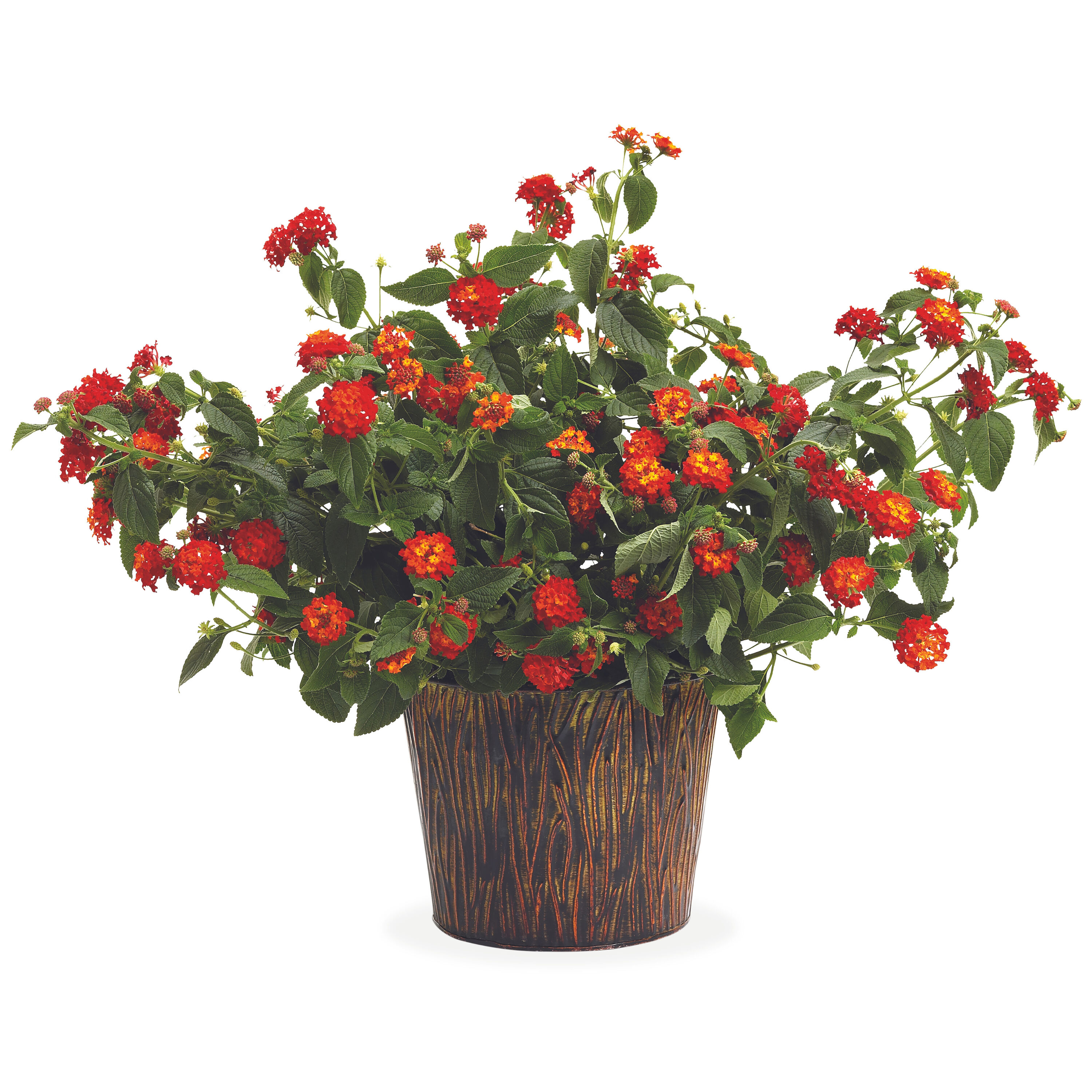 Proven Winners LANPRW2027504 annuals - View #6