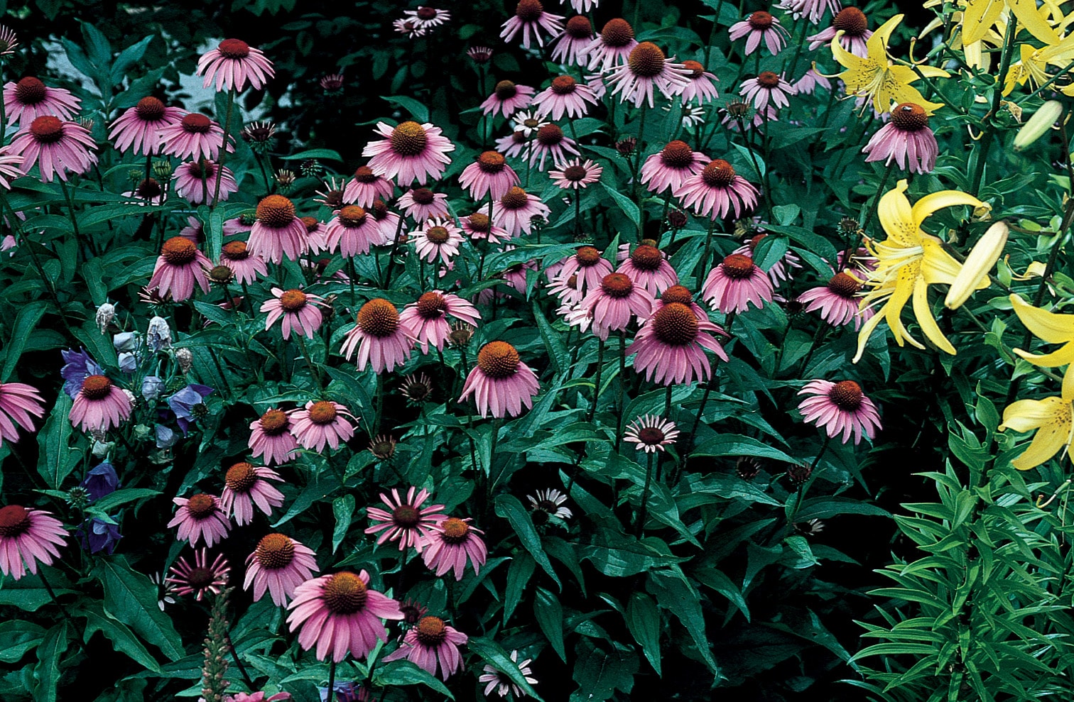 Monrovia Multicolor Flower in 1-Gallon Pot in the Perennials department at