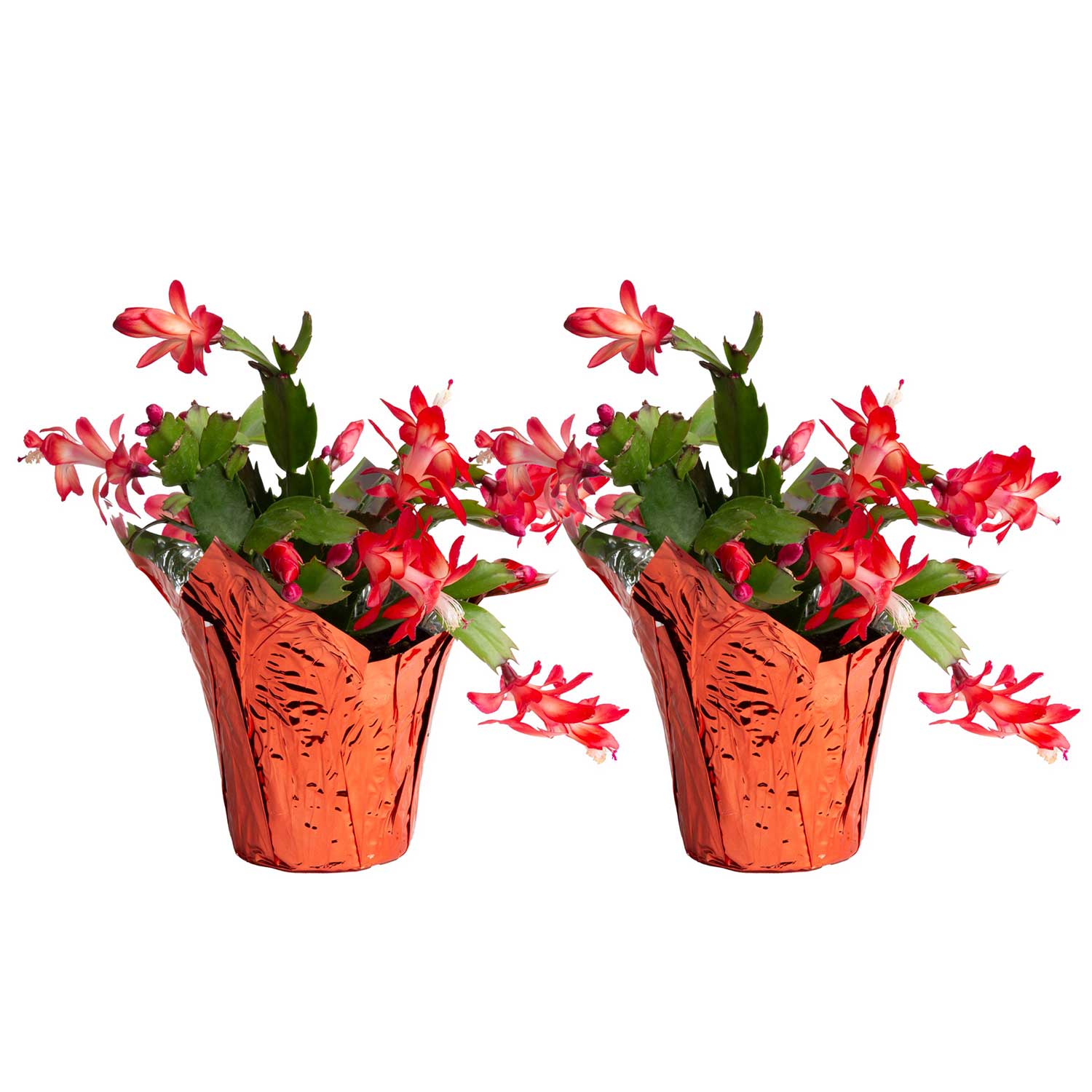 Potted christmas cactus Indoor/Outdoor Christmas Decorations at Lowes.com