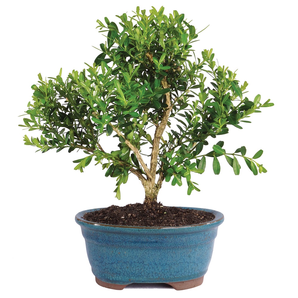 Brussel's Bonsai 1-ft Flowering Harland Boxwood In Pot (With Soil) in ...