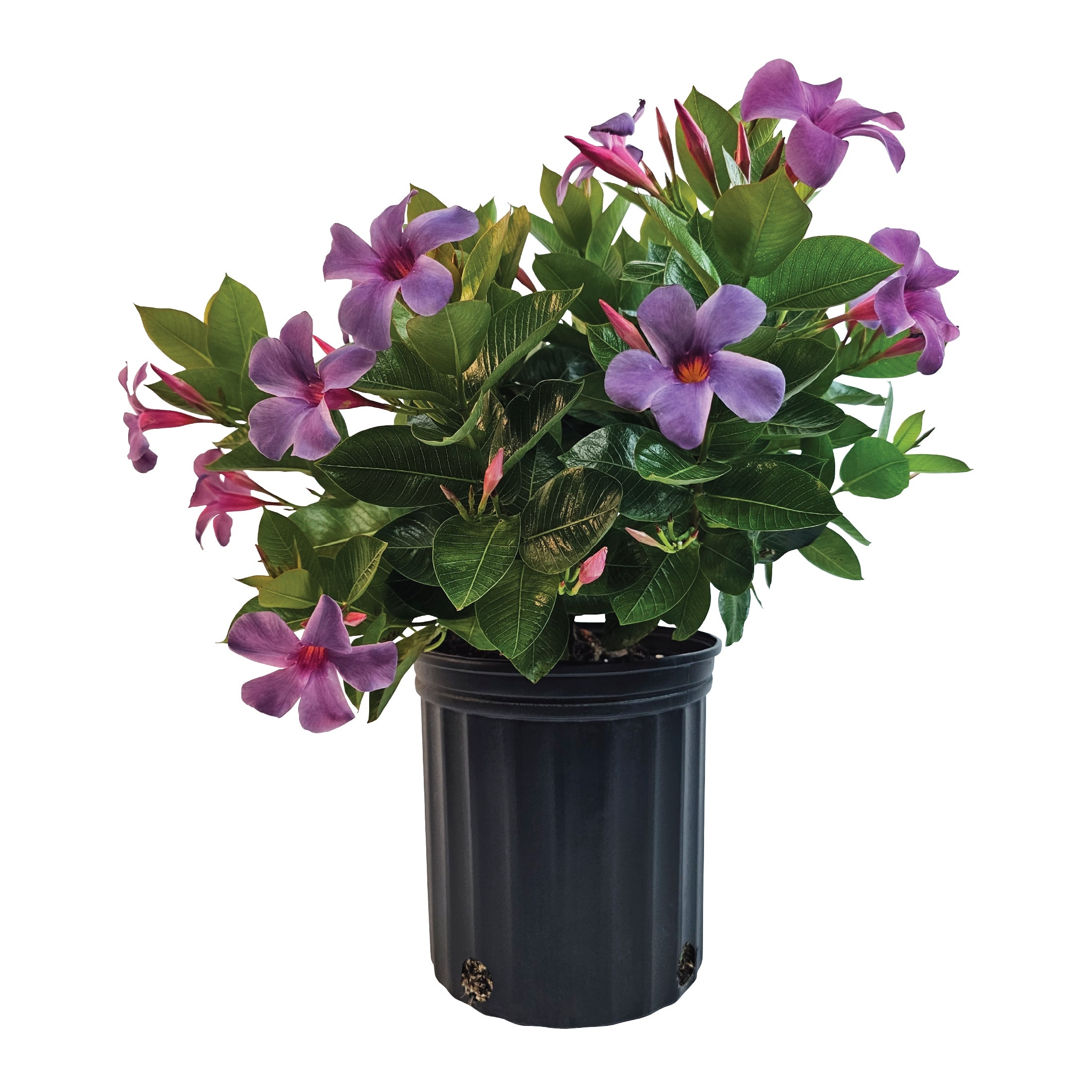 Nature's Way Farms 1.72 -Gallon Sun Bluephoria Mandevilla Flowering Shrub with Blue Blooms 1 -Pack