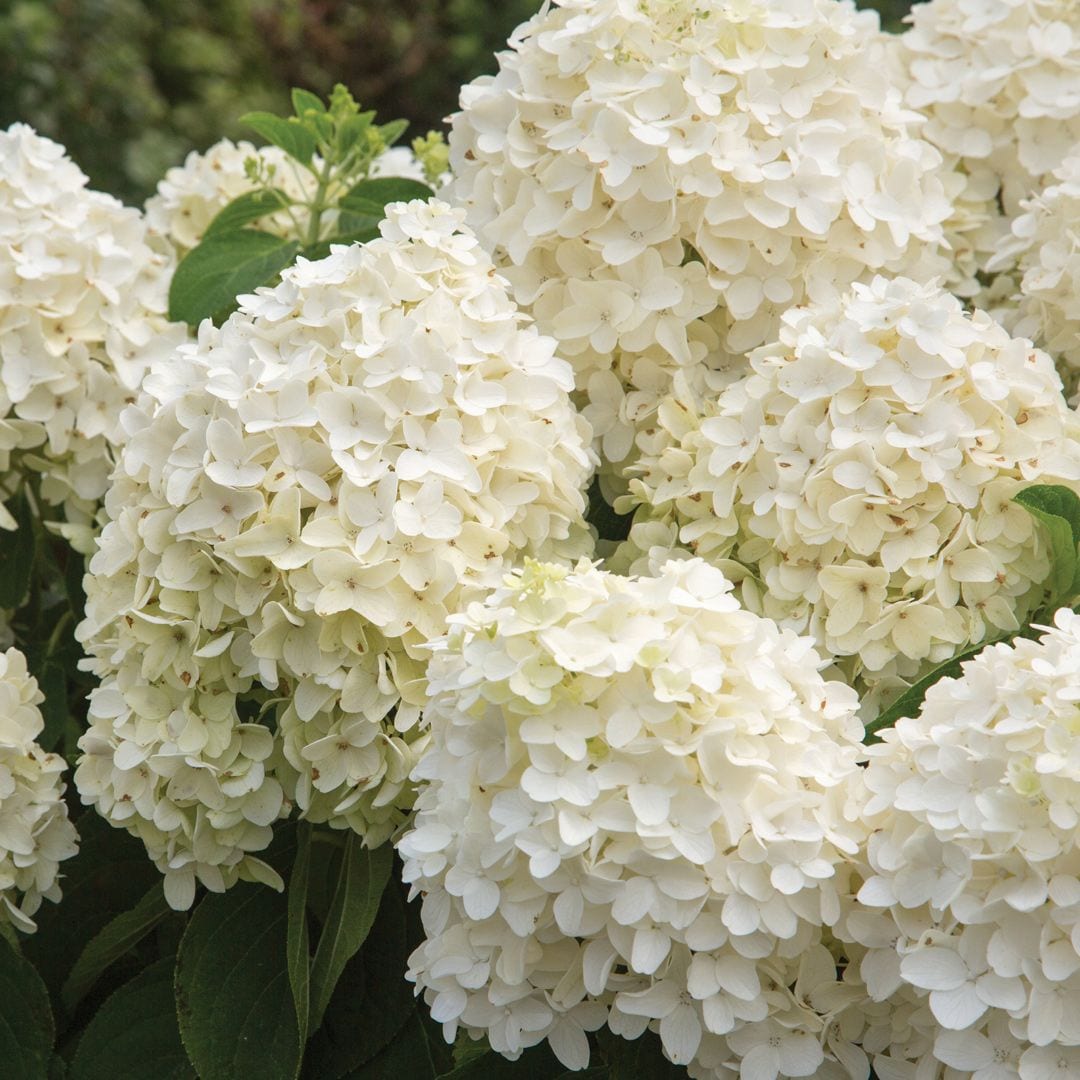 Southern Living Plant Collection 25242-2 shrubs - View #7