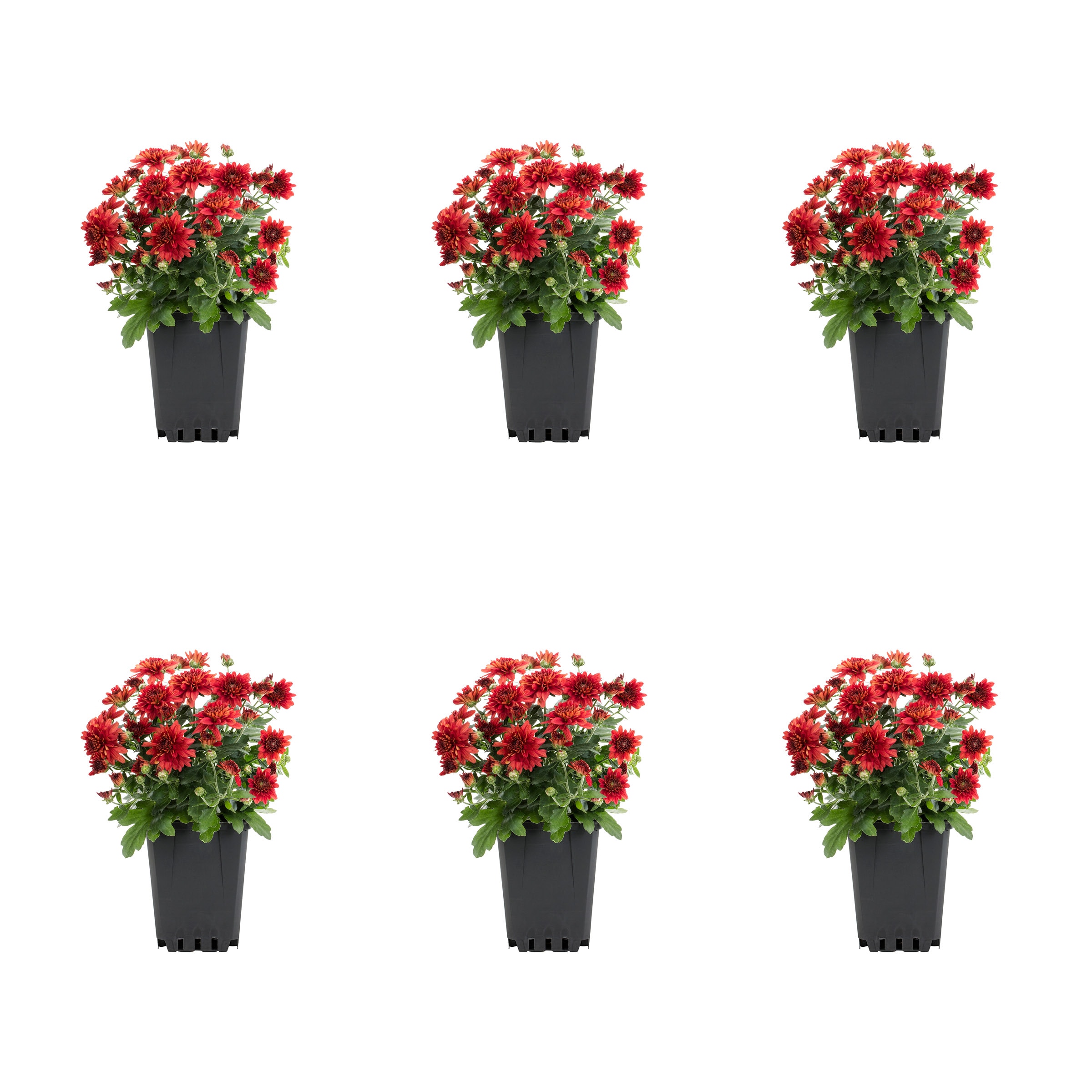 Metrolina Greenhouses 5205 Red Mum in 1 Pint Pot 6 -Pack