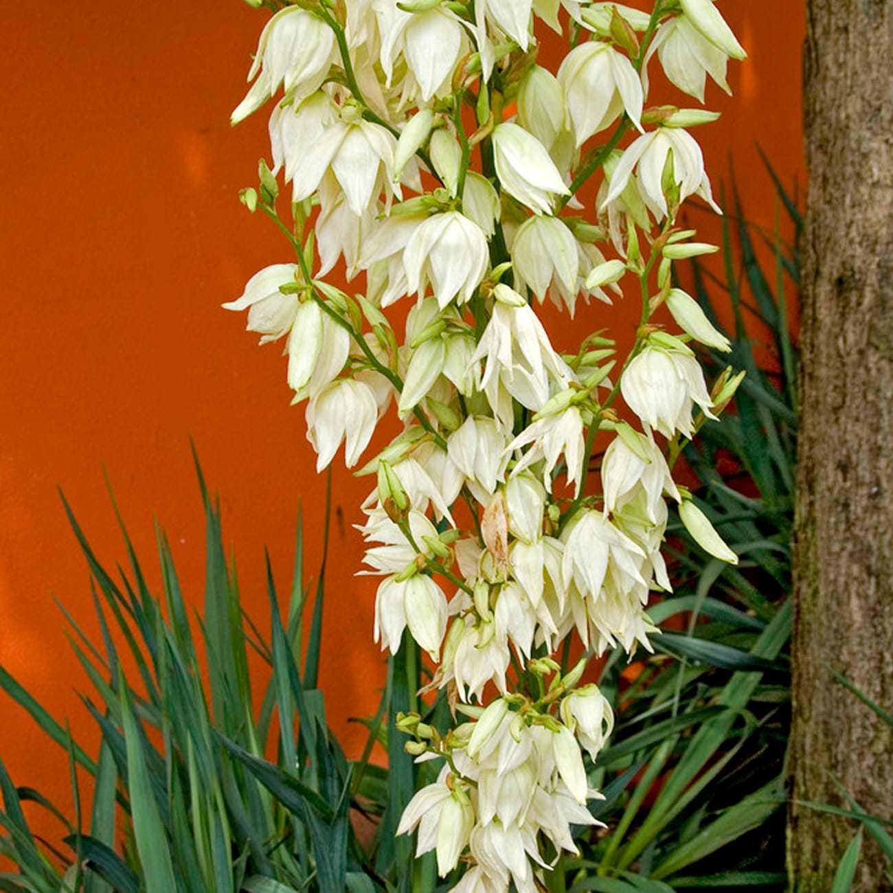 Van Zyverden 83429 Plant-Bulbs - View #2