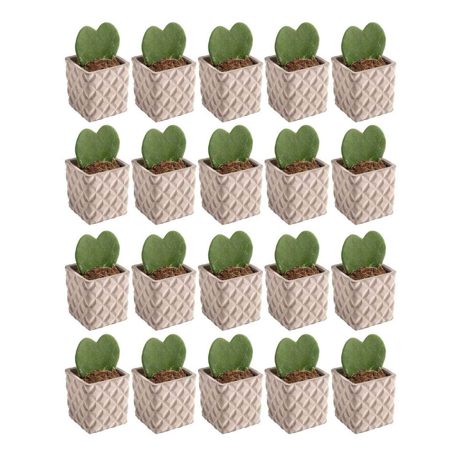 Costa Farms S-HOY-G-POT-20-LW 20-Pack Sweetheart Hoya in 2.5-in Pot
