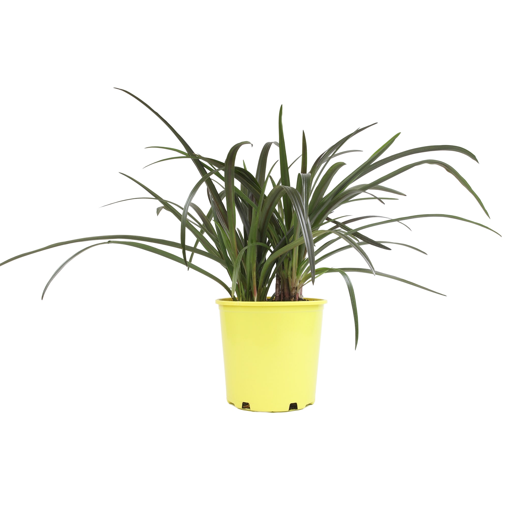 Altman Plants Red Bog Lily Crinum in 4-Quart Planter in the Tropical ...