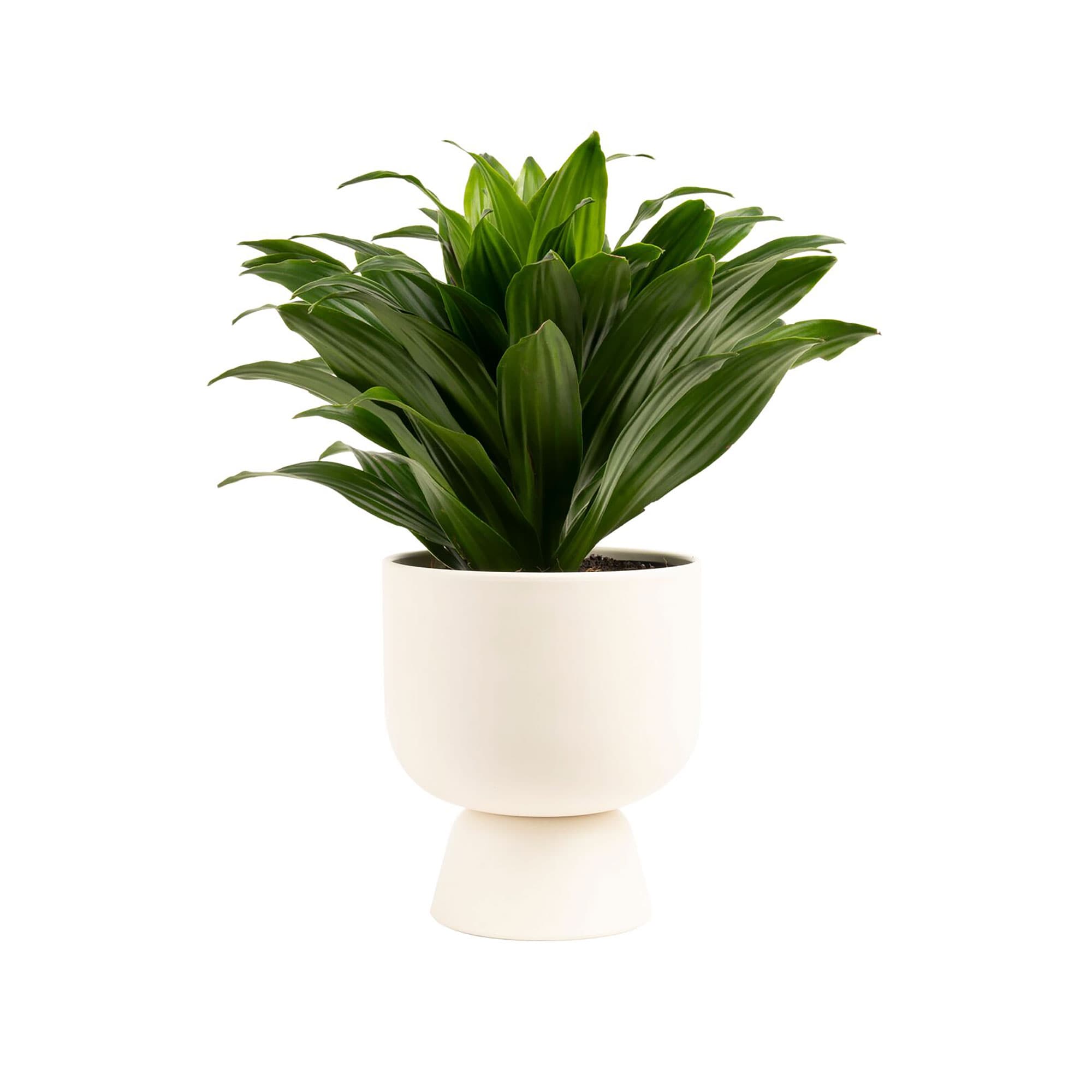 Costa Farms CO.JC6.1.WEA.BWN Dracaena Janet Craig House Plant in 6-in Pot
