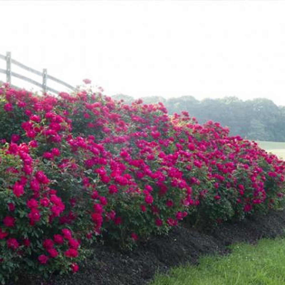 Knock Out 71372-1 shrubs - View #9