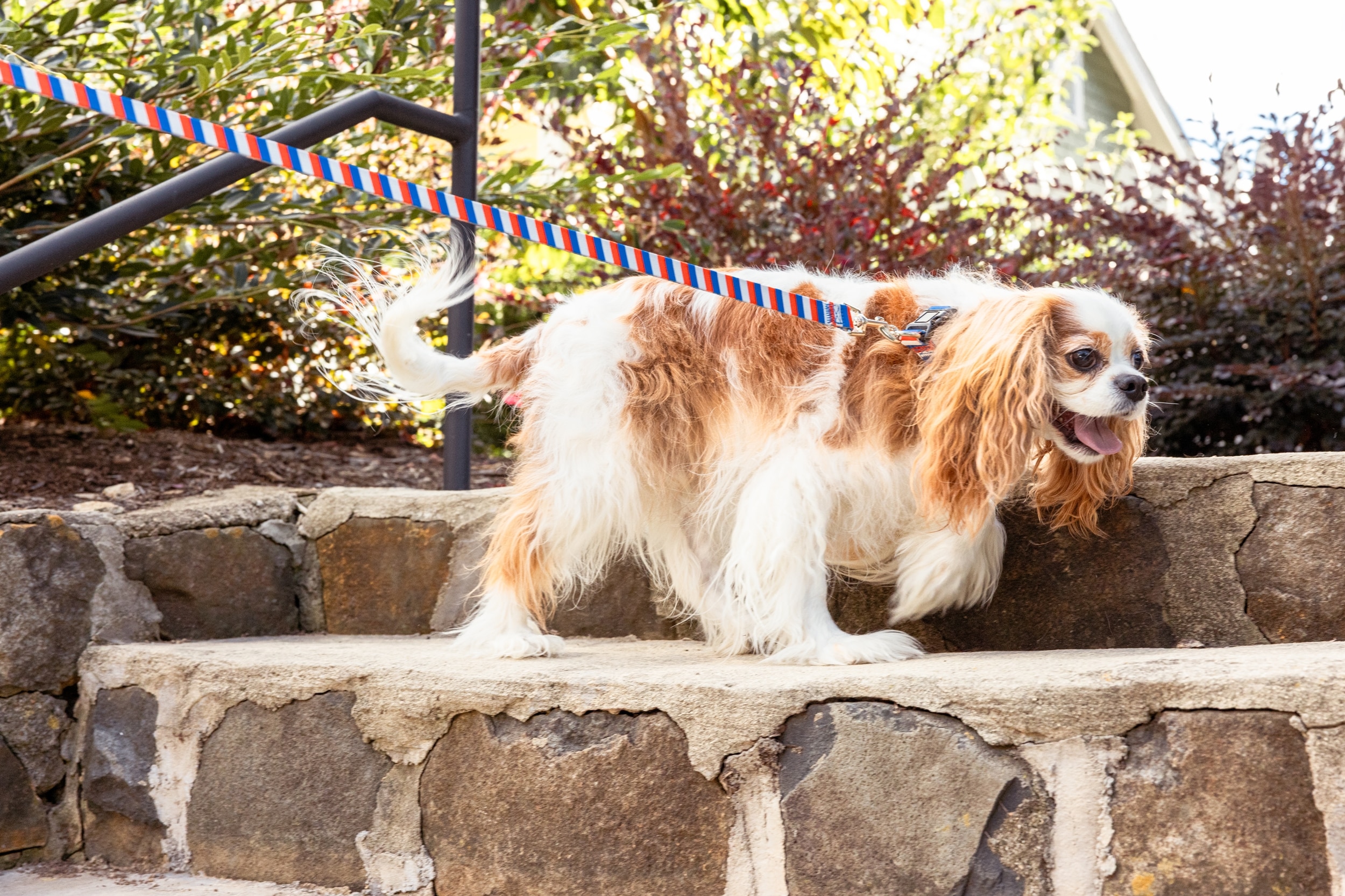 Browne and Company AMST106 Leashes-Leads - View #2