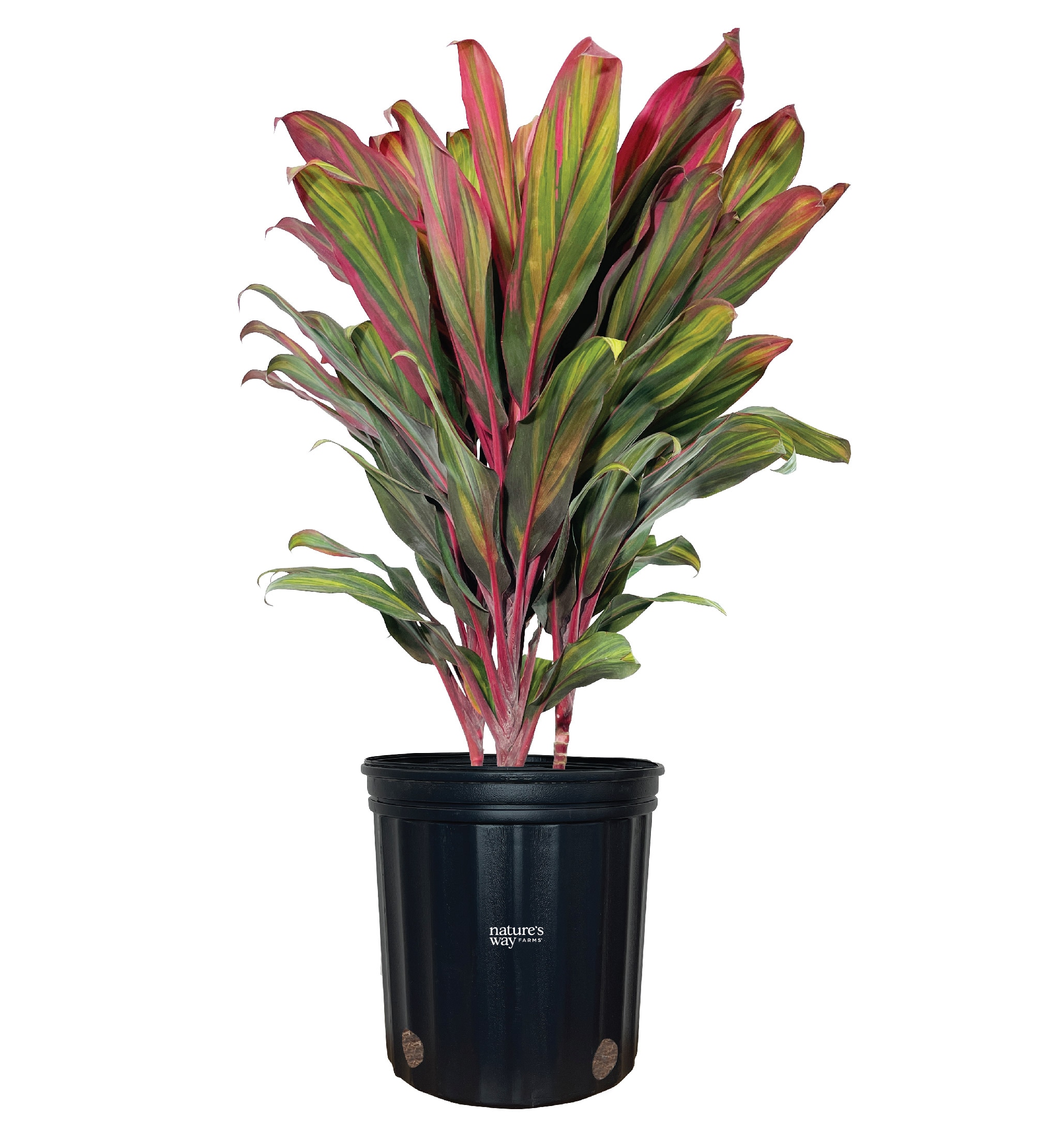  37745 Multicolor Harlequin Cordyline Plant in 10 -in Pot 1 -Pack