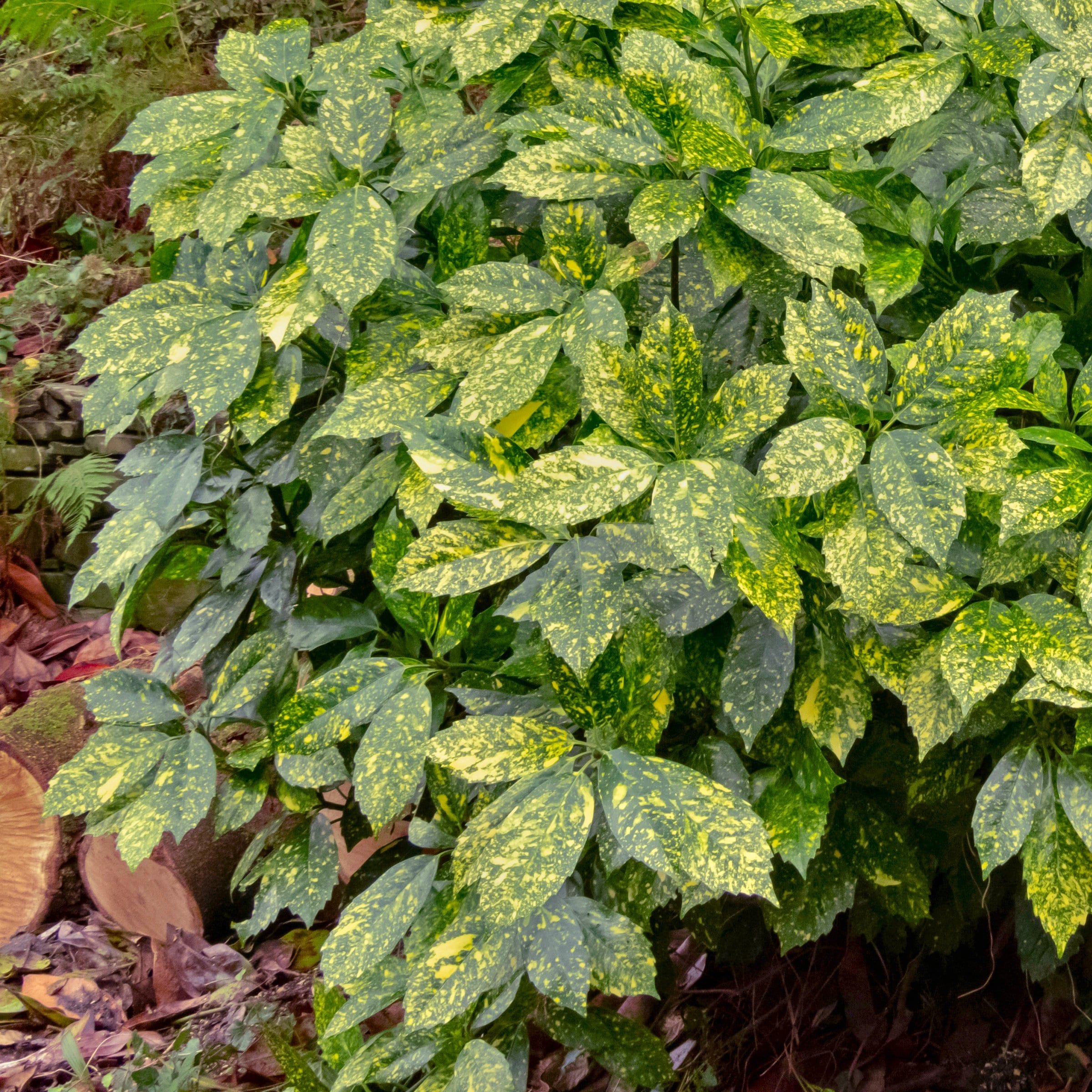 National Plant Network LW2671 Acuba Gold Dust in 1 Gallon(s) Pot 1 -Pack