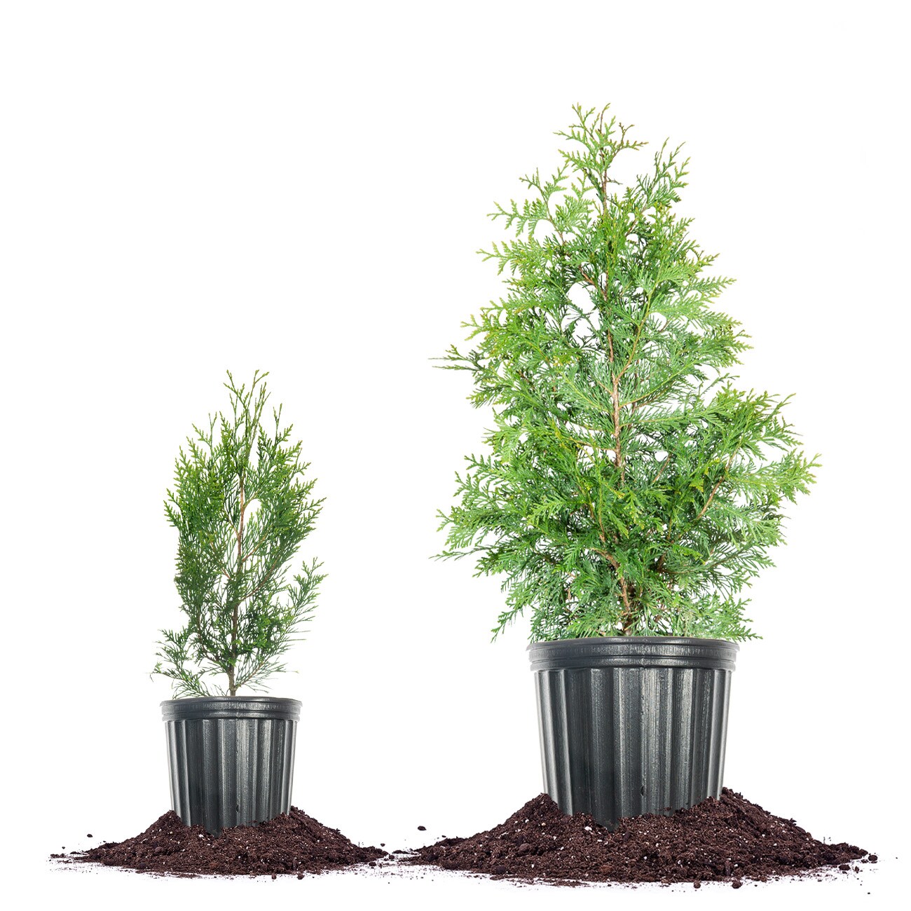 Perfect Plants LOTHUJAGREENGNT1-2FT trees - View #4