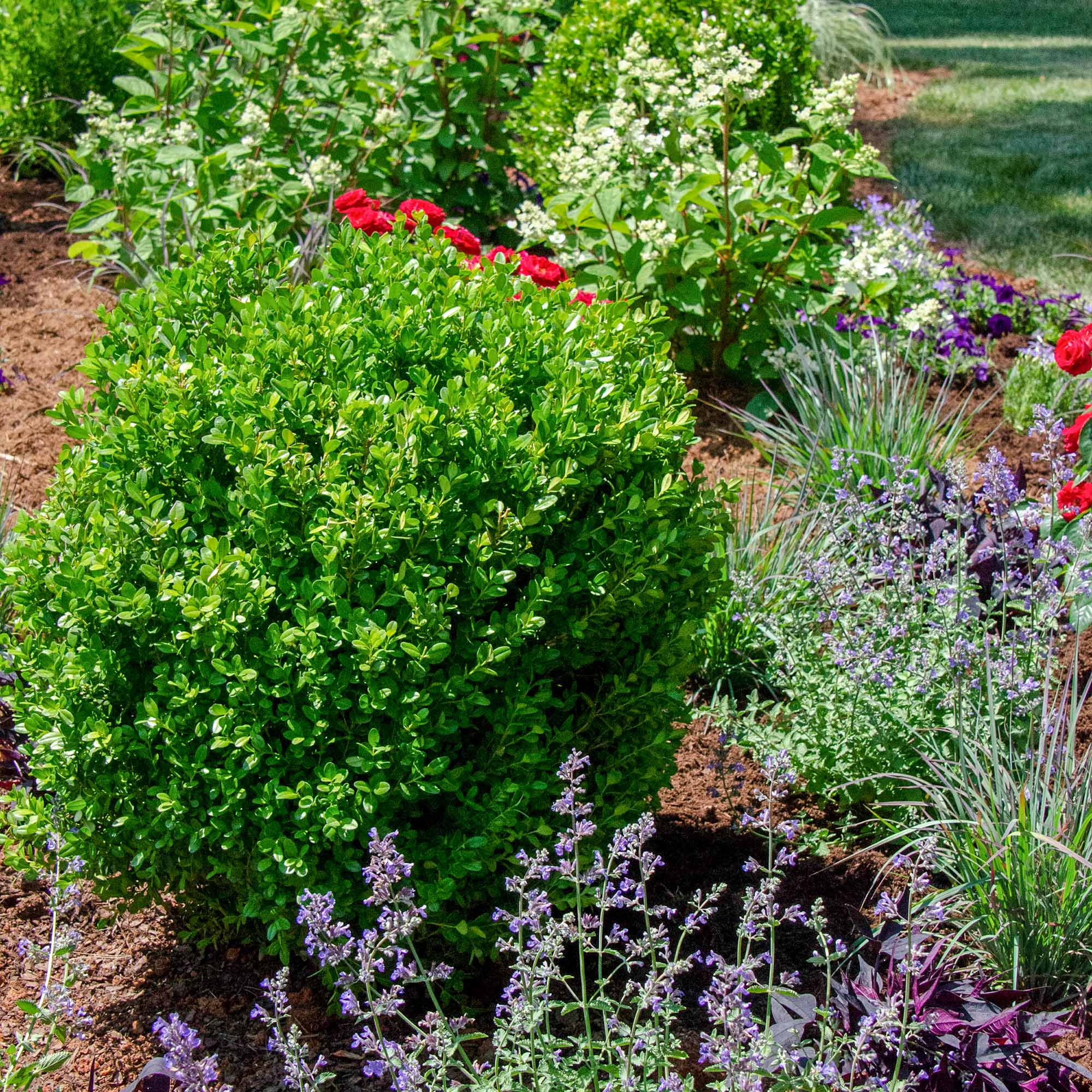 Perfect Plants LONEWGENFREE3G shrubs - View #3