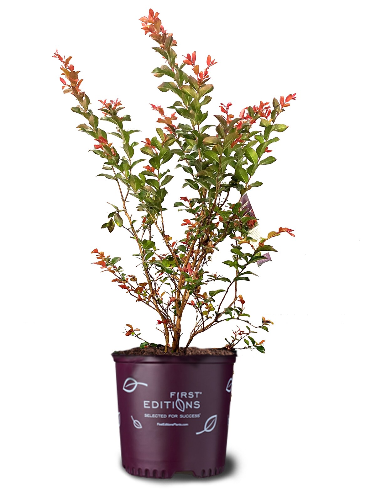Lowe's 3.58-Gallon Pomegranate Tree (L7402) - Upright Deciduous Tree with  Showy Red Flowers - Full Sun - Medium Growth Rate in the Fruit Plants  department at