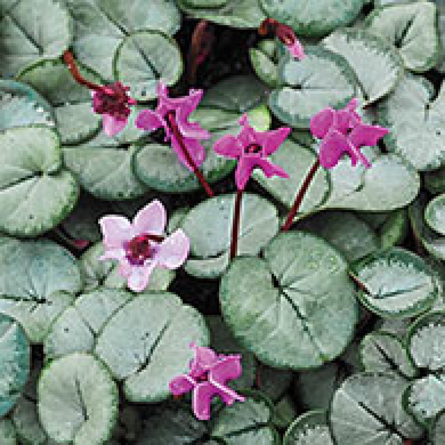 Direct Gardening 96060 Plant-Bulbs - View #3