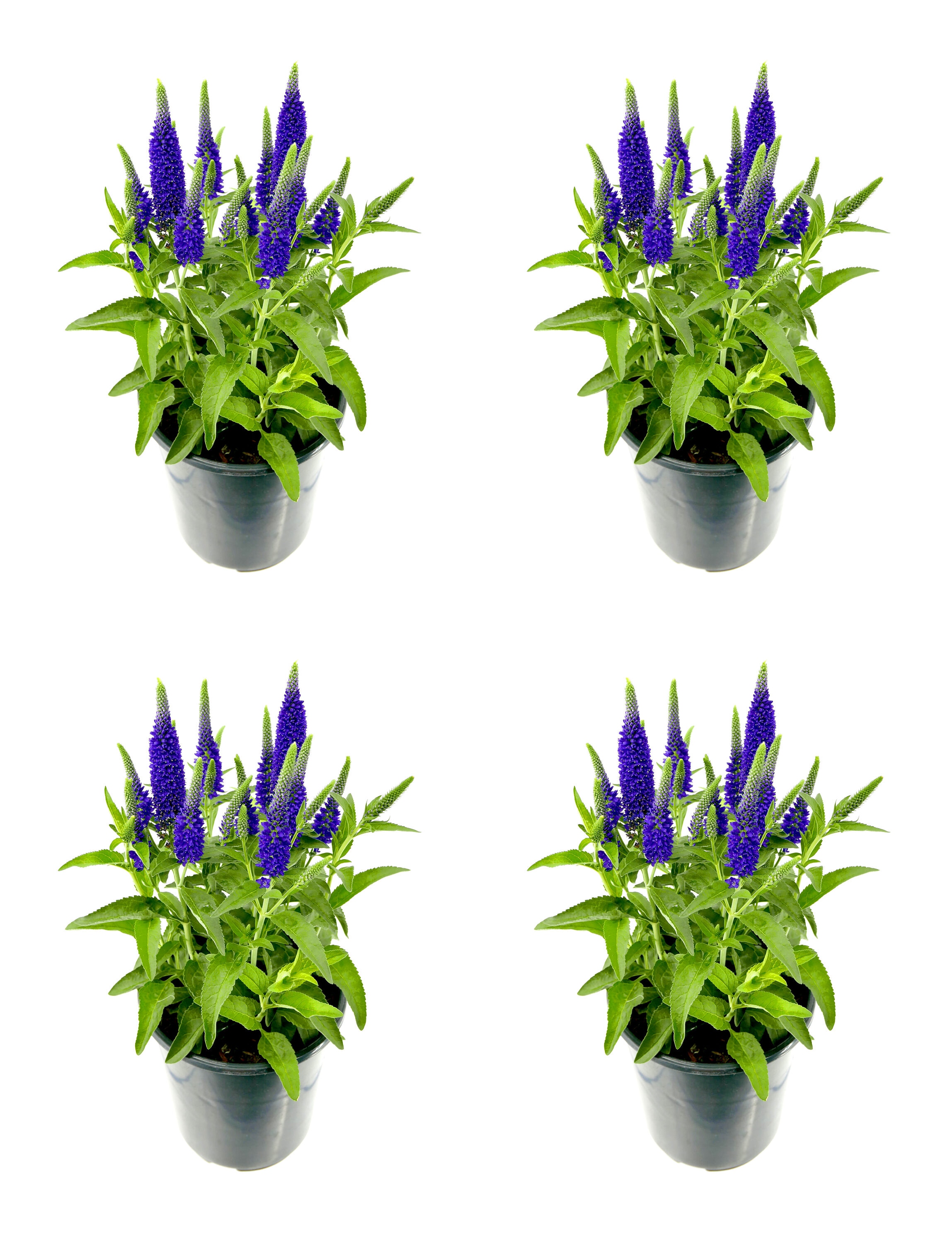 1 -Quart Blue Salvia blue 4 -Pack - Low Maintenance