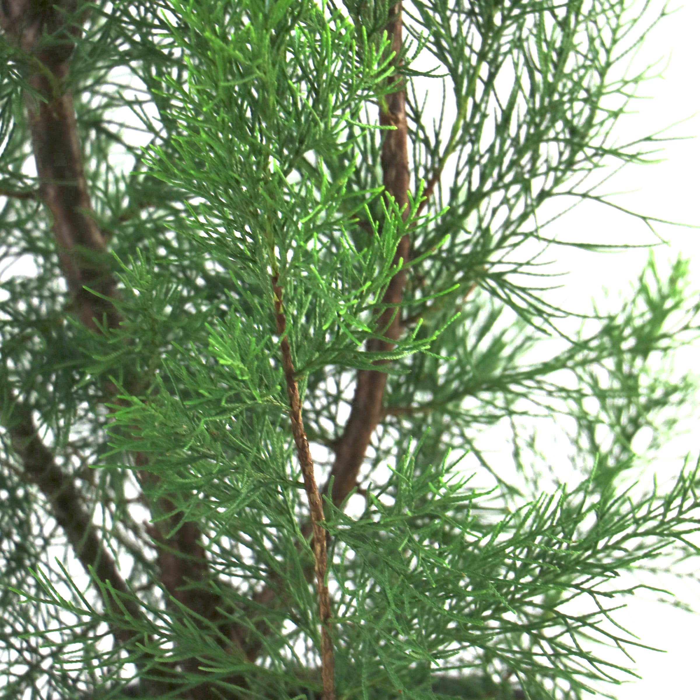 National Plant Network LW2687 shrubs - View #5